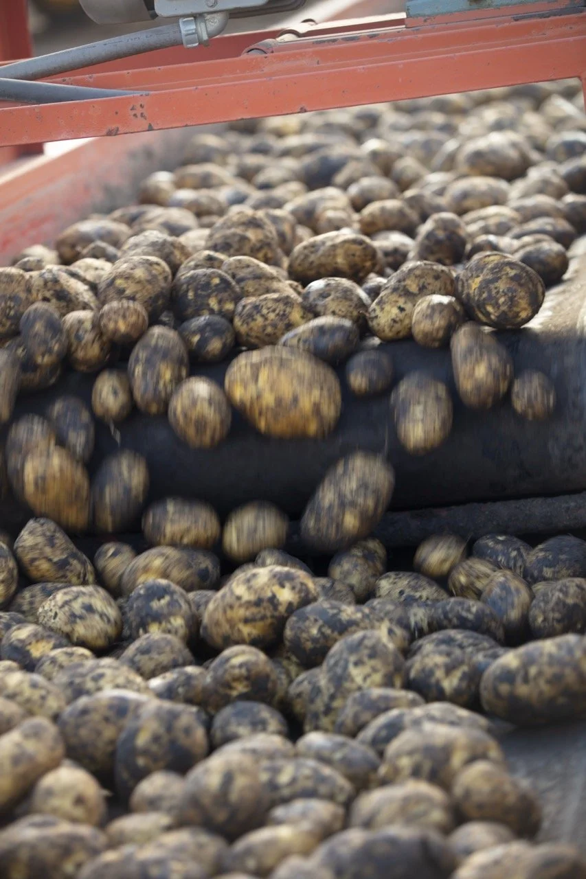 2025 - Cookbook photo shoot (John Borge Studios) - yellow potatoes.