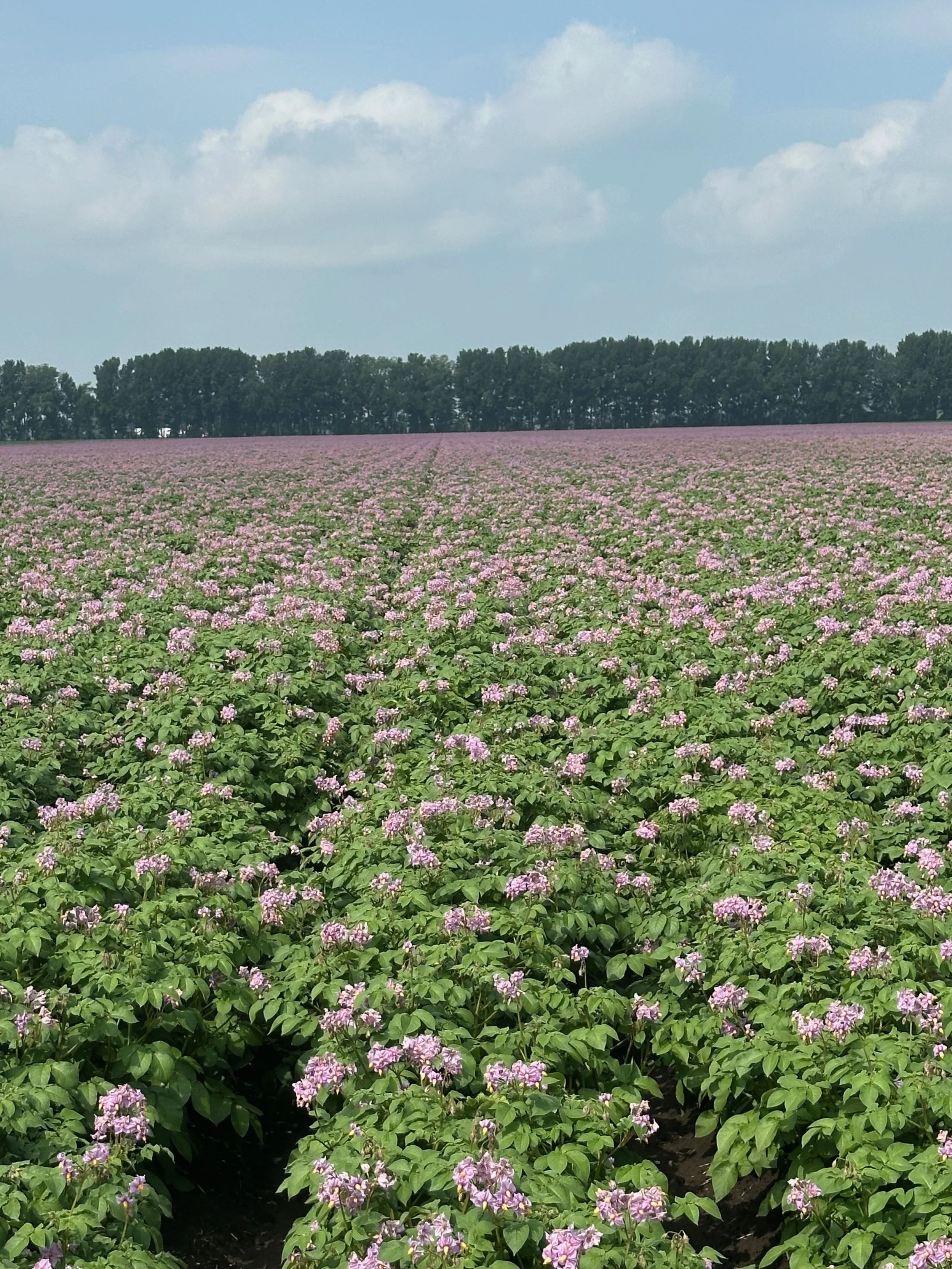 2020s - Potato field.