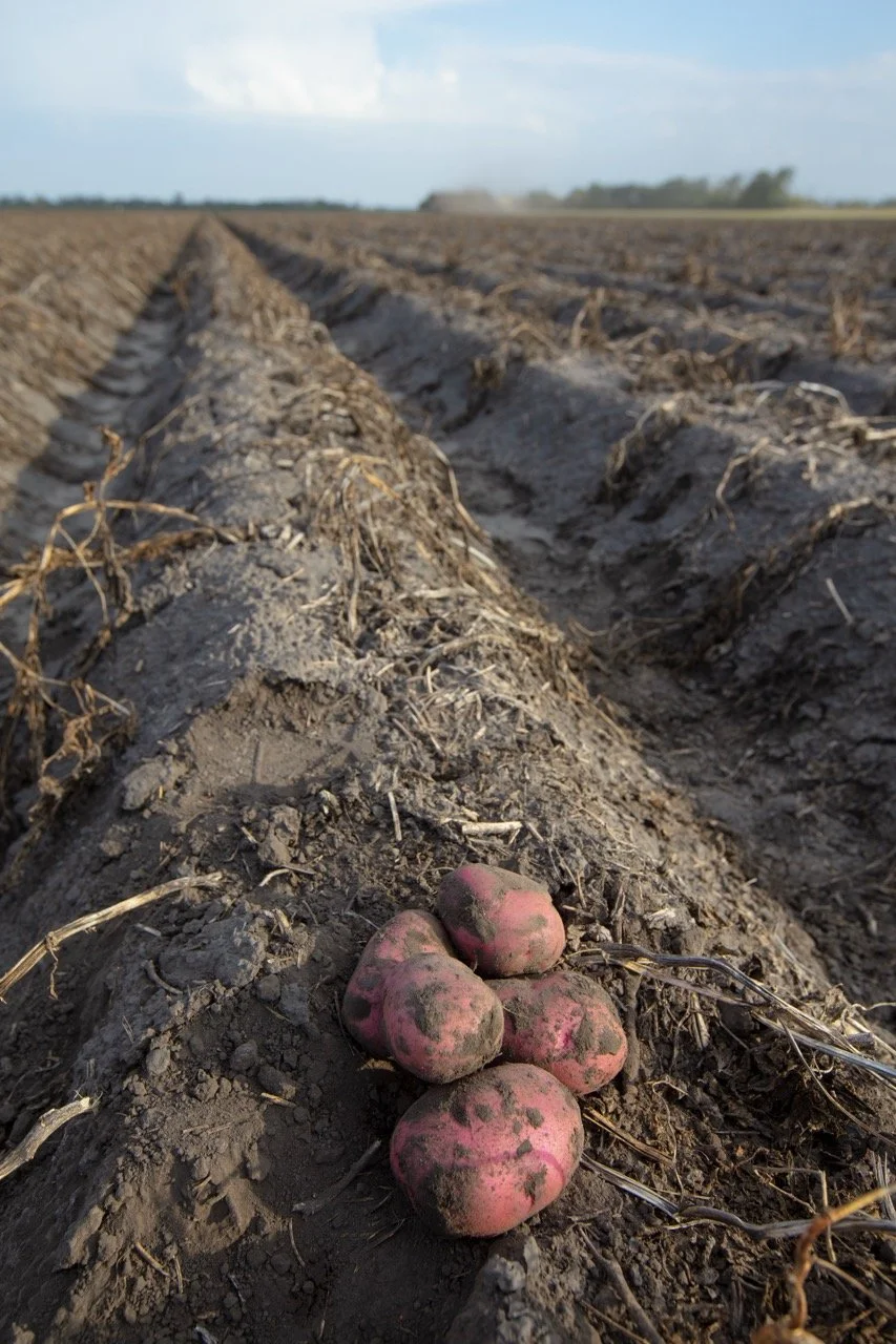 2025 - Cookbook photo shoot (John Borge Studios) - potato field.