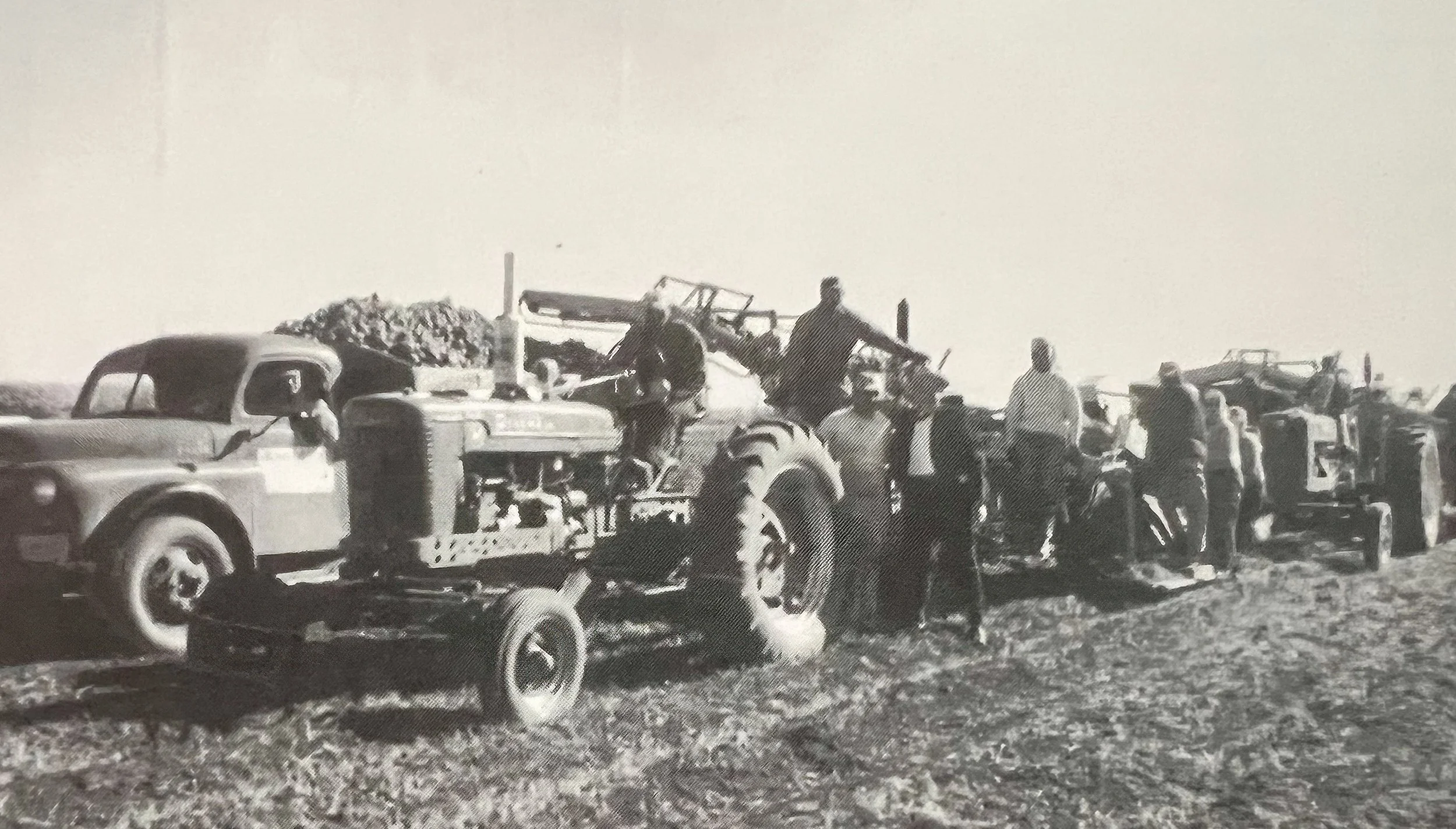 1940s - Two-row mechanical harvesters.