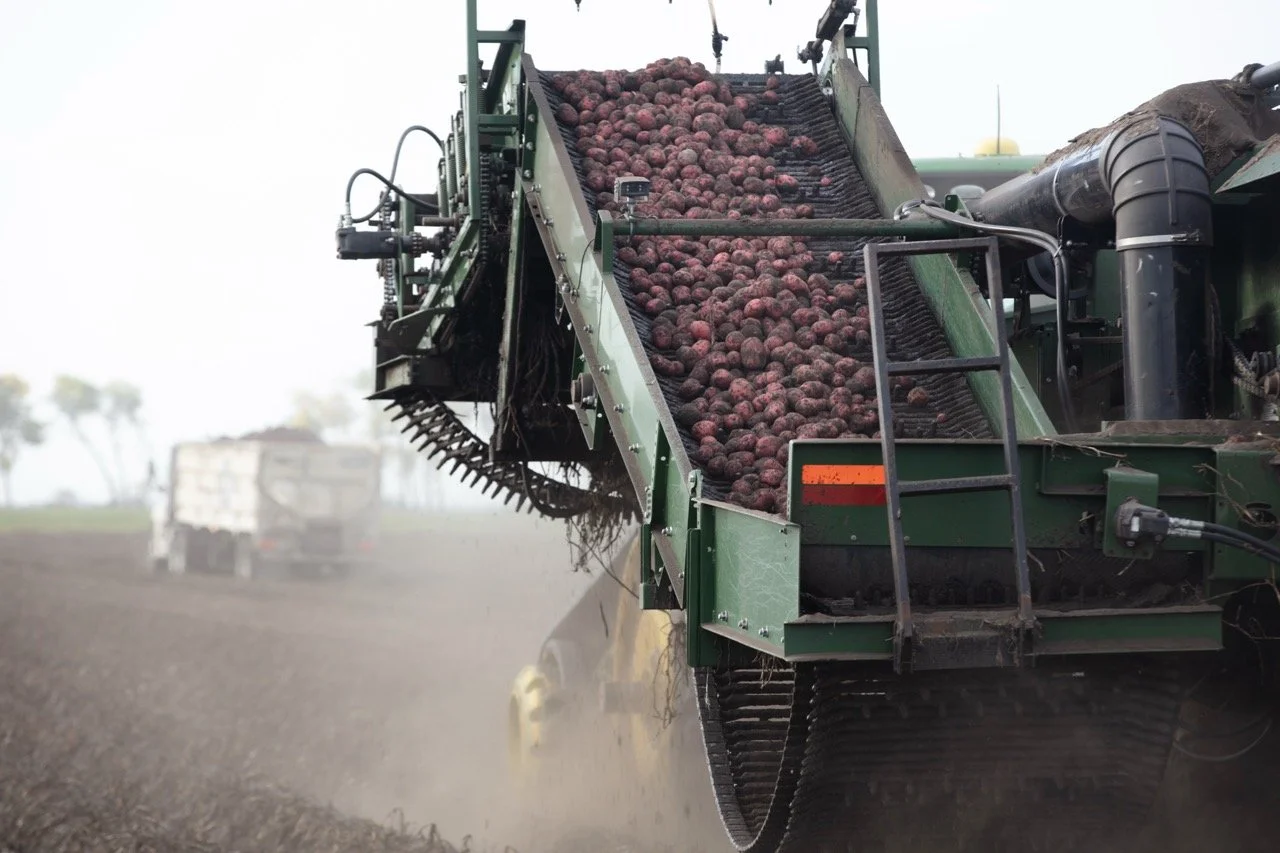 2025 - Cookbook photo shoot (John Borge Studios) - potato harvest.
