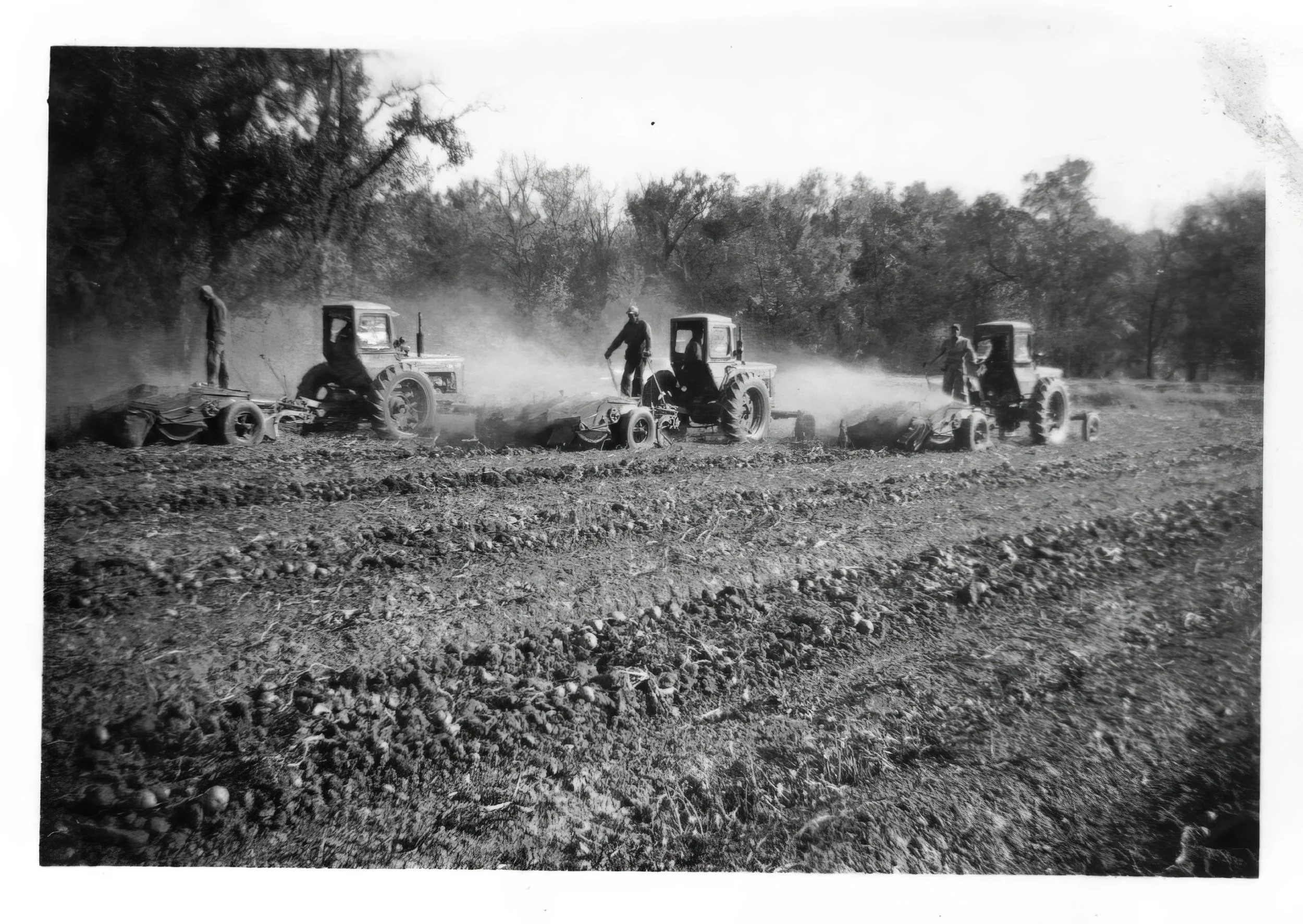 1940s - Hall potato harvest.