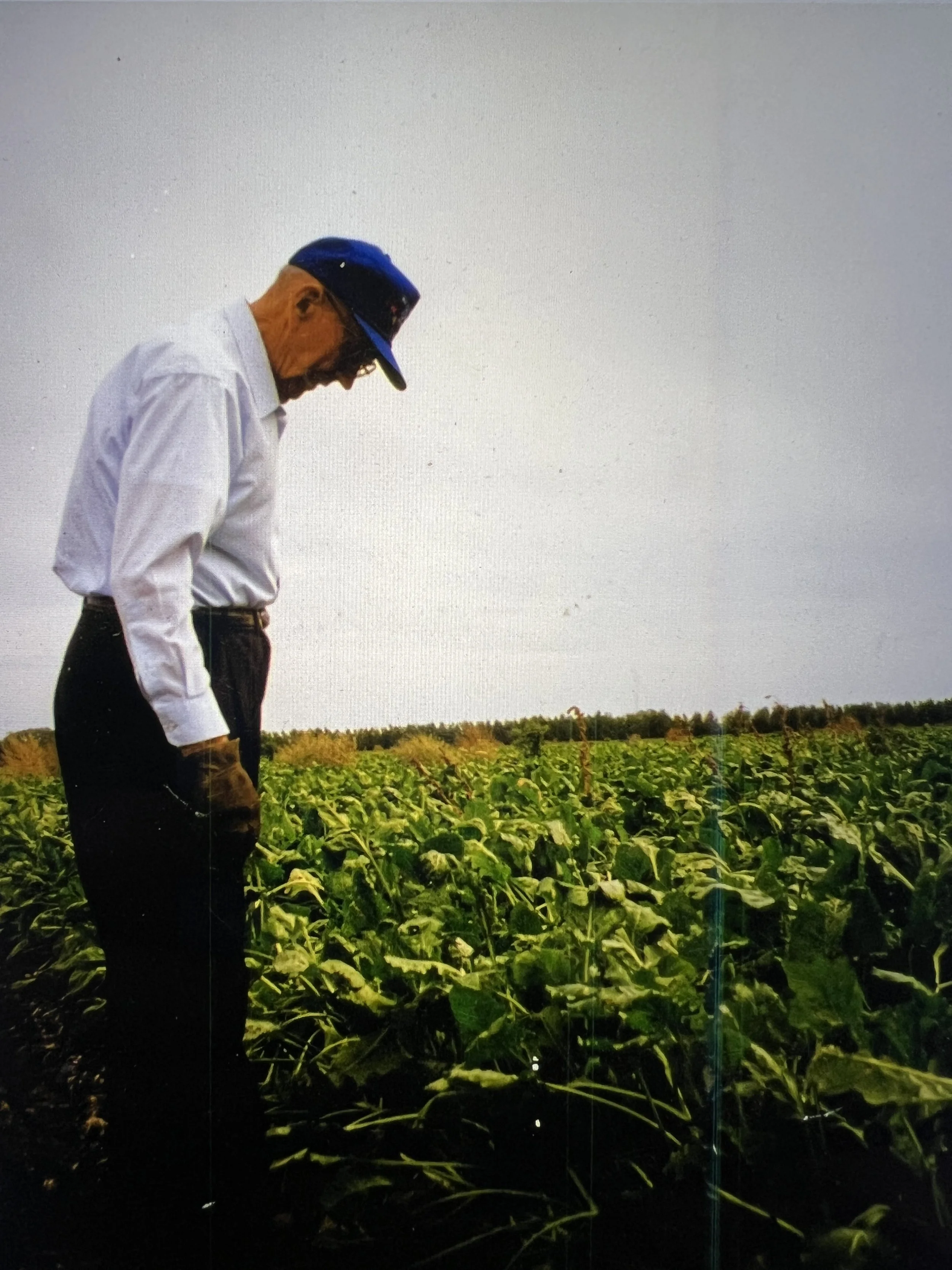 1997 - Bill Hall in sugar beet field.