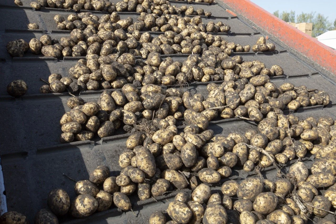 2025 - Cookbook photo shoot (John Borge Studios) - yellow potatoes.
