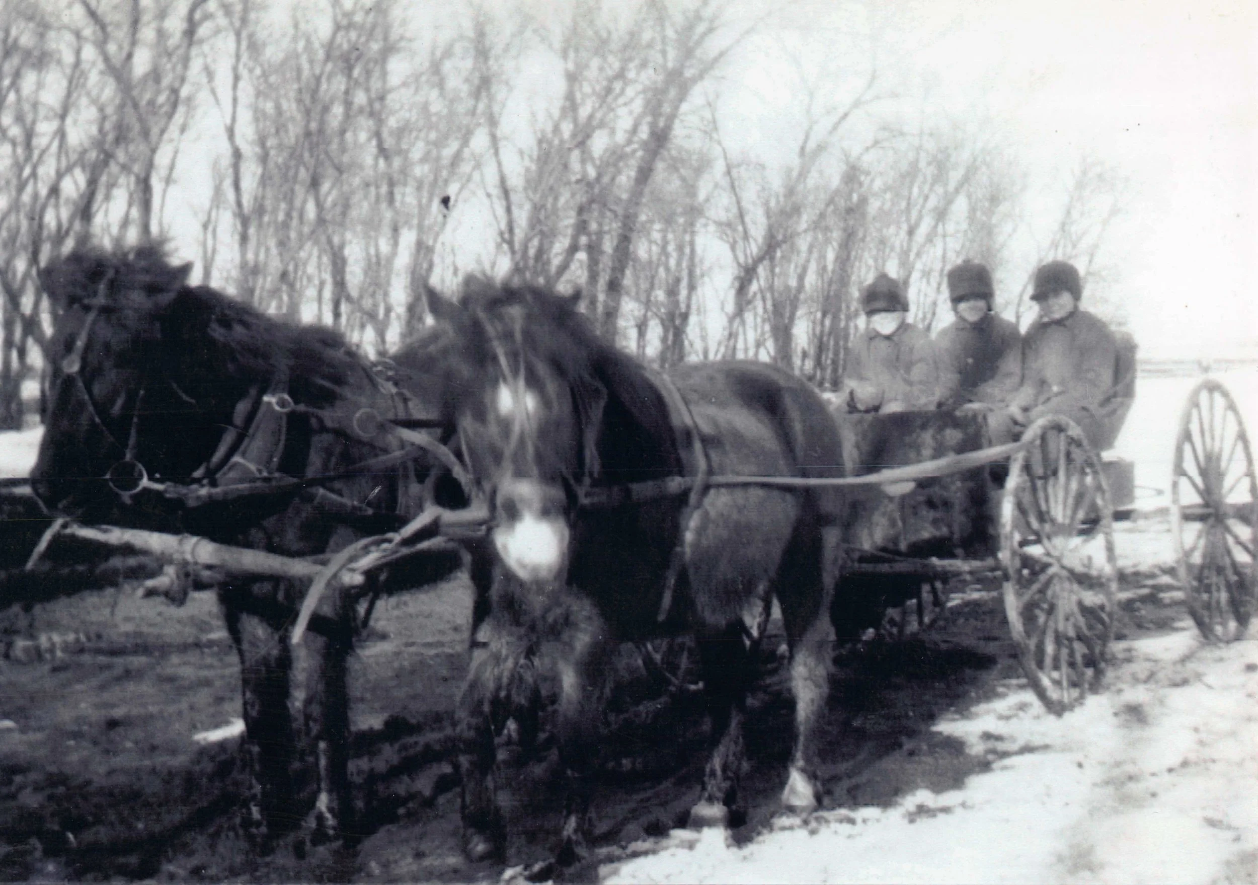 1930s - Edward, Bill, & Bjorn Hall with ponies Skaaler & Dan.