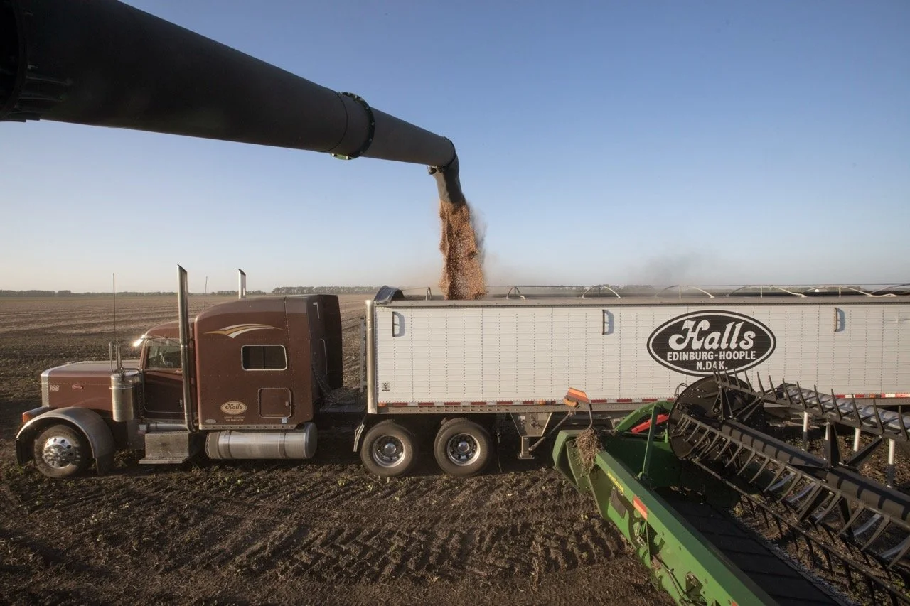 2025 - Cookbook photo shoot (John Borge Studios) - pinto bean harvest.