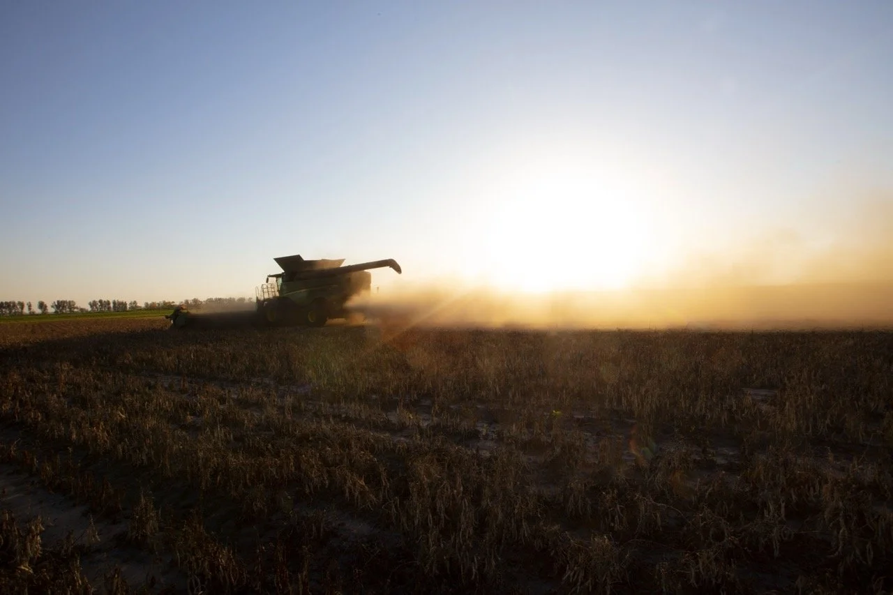 2025 - Cookbook photo shoot (John Borge Studios) - pinto bean harvest.
