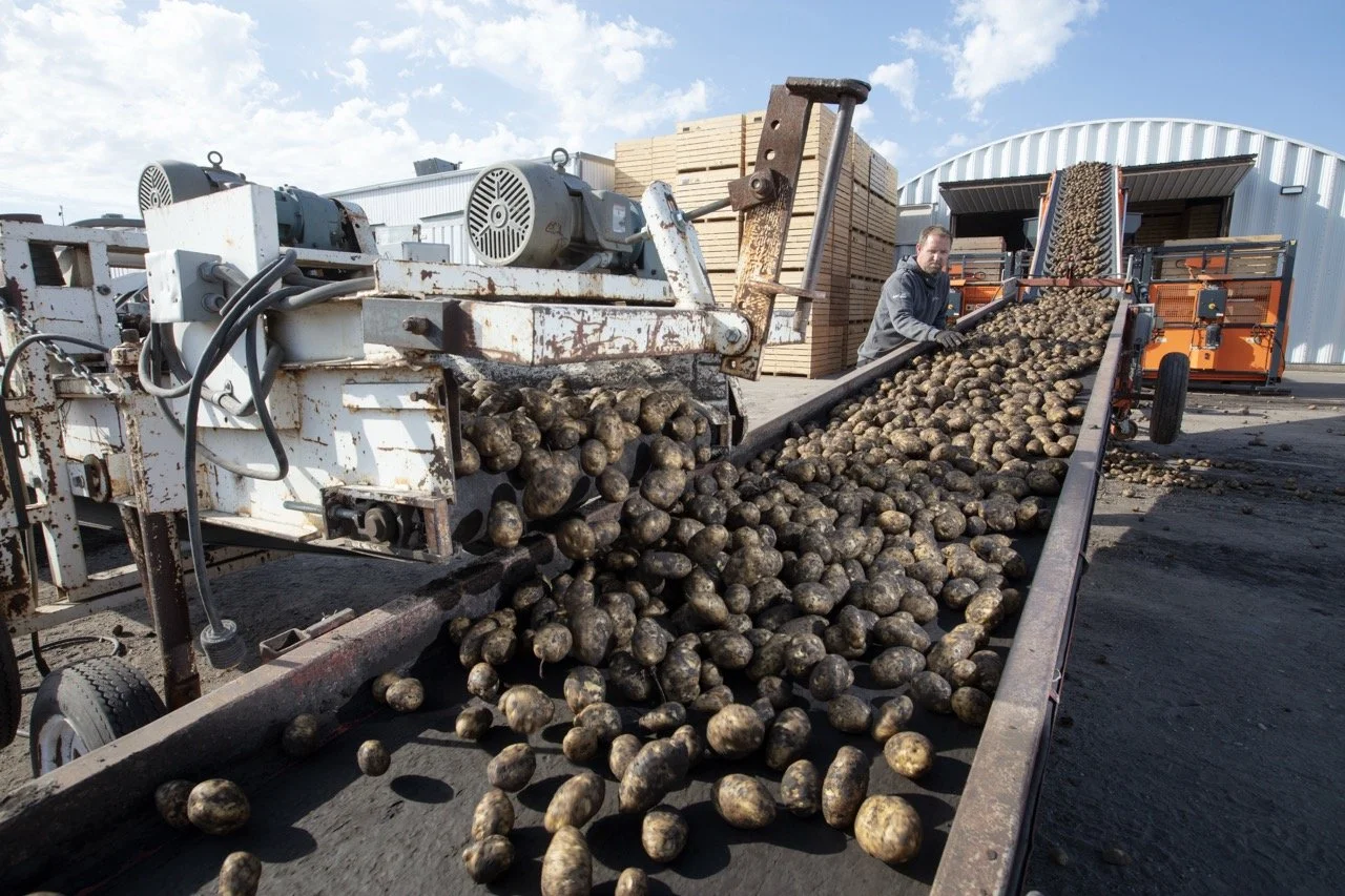 2025 - Cookbook photo shoot (John Borge Studios) - yellow potatoes.
