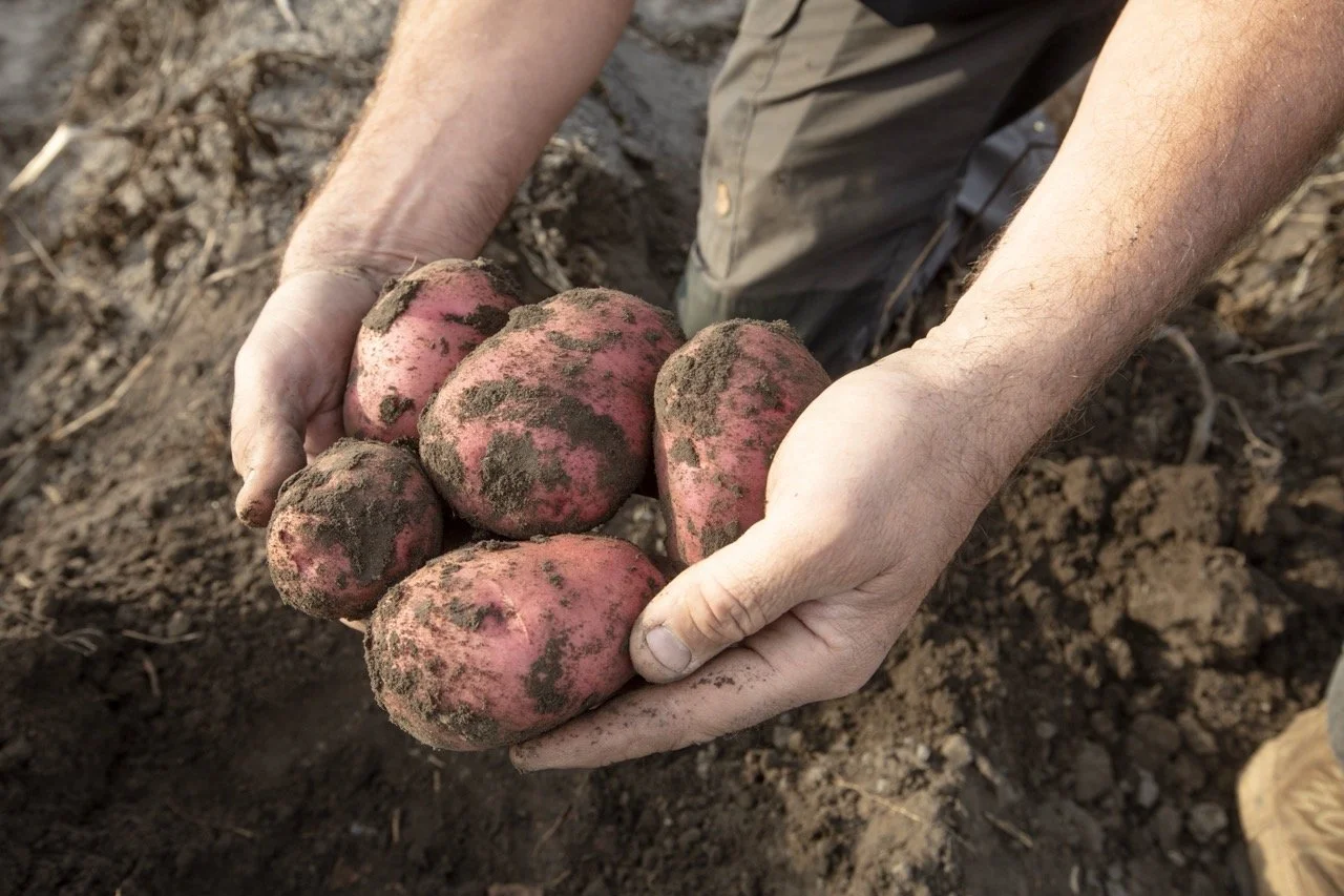 2025 - Cookbook photo shoot (John Borge Studios) - freshly-dug red potatoes.