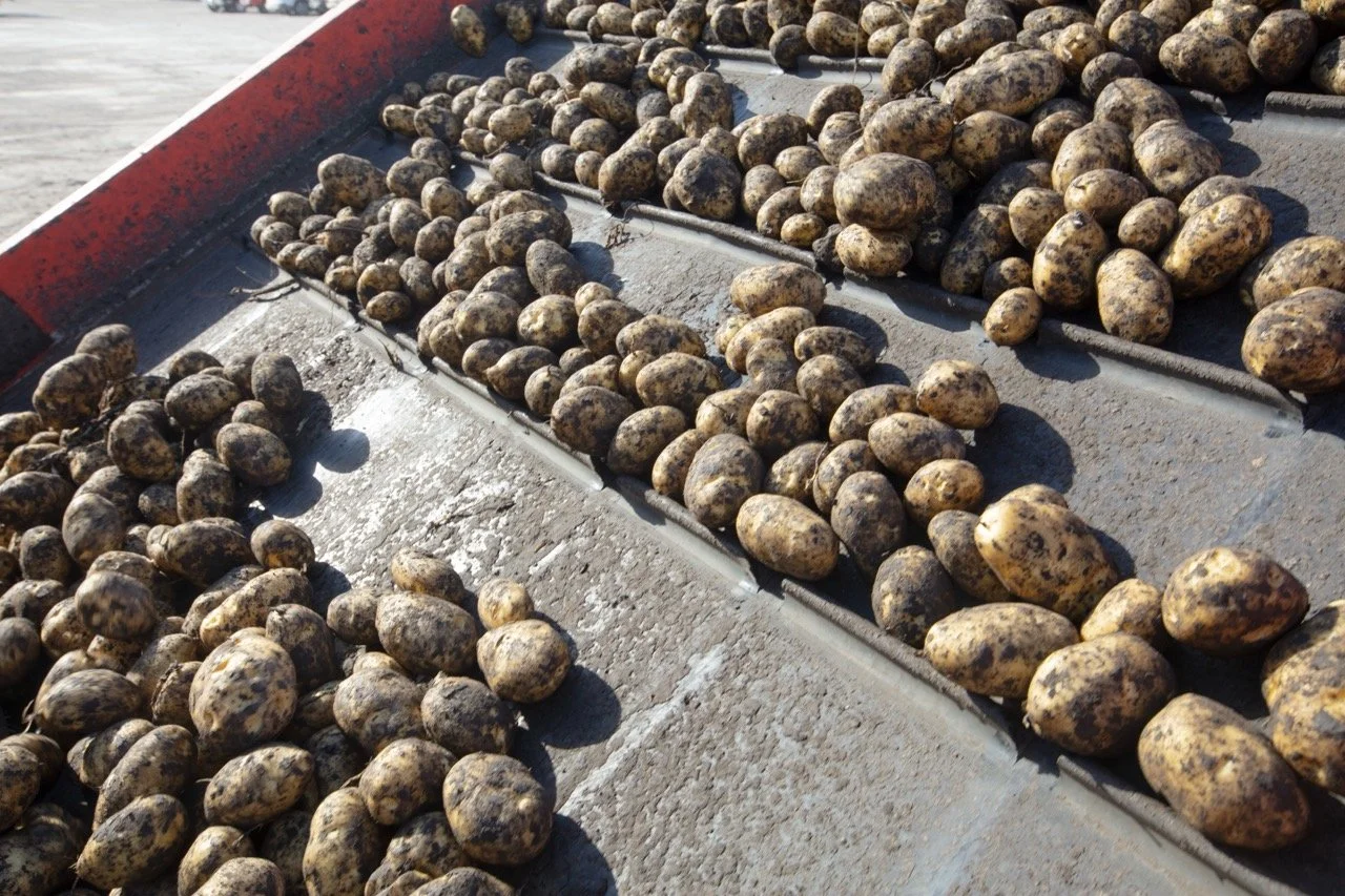 2025 - Cookbook photo shoot (John Borge Studios) - yellow potatoes.