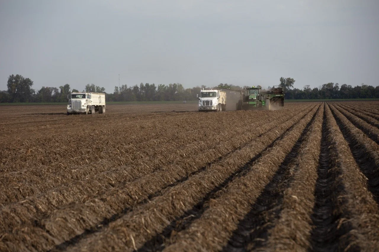 2025 - Cookbook photo shoot (John Borge Studios) - potato harvest.