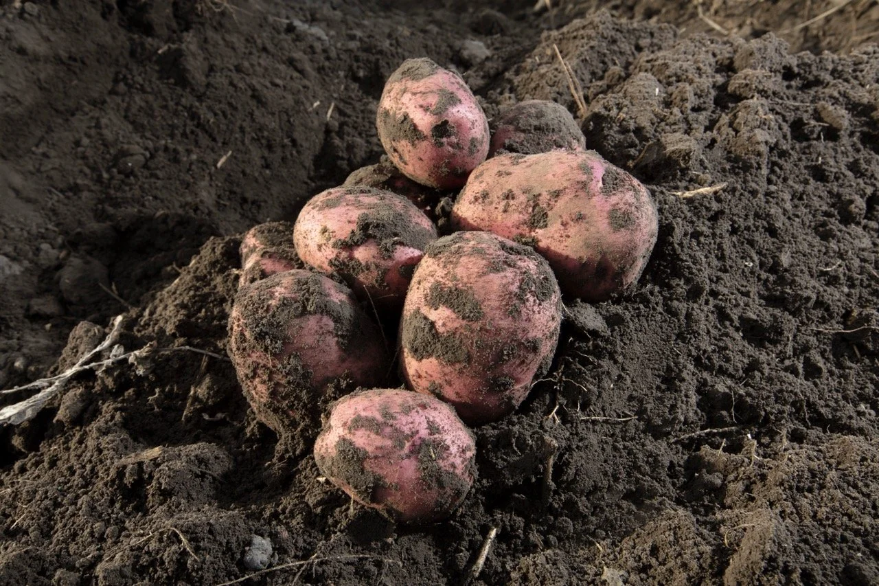 2025 - Cookbook photo shoot (John Borge Studios) - freshly-dug red potatoes.