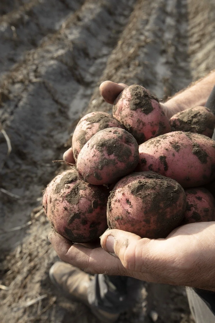 2025 - Cookbook photo shoot (John Borge Studios) - freshly-dug red potatoes.