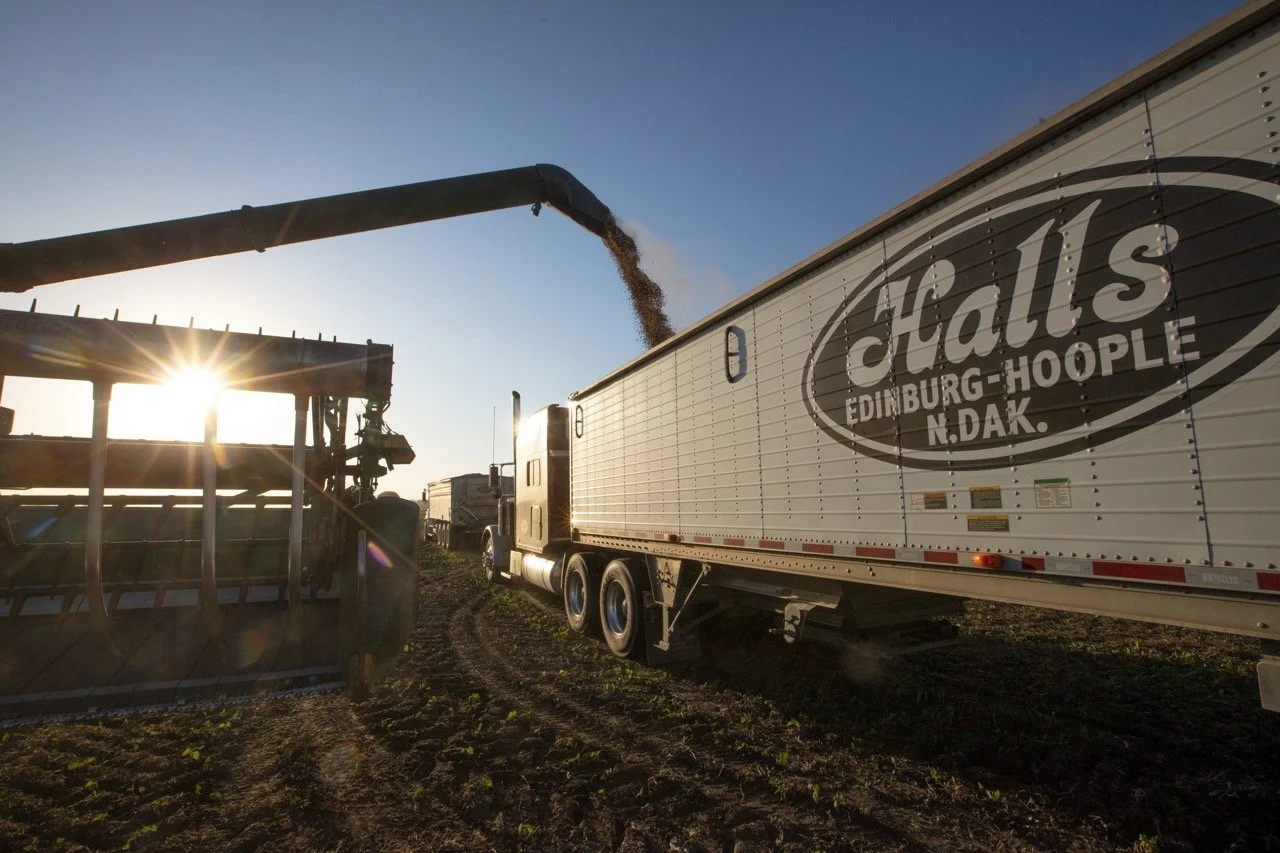 2025 - Cookbook photo shoot (John Borge Studios) - pinto bean harvest.
