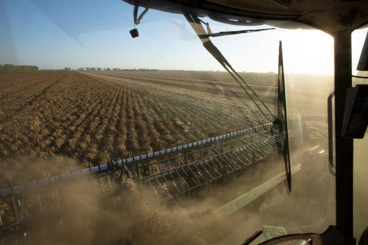 2025 - Cookbook photo shoot (John Borge Studios) - pinto bean harvest.