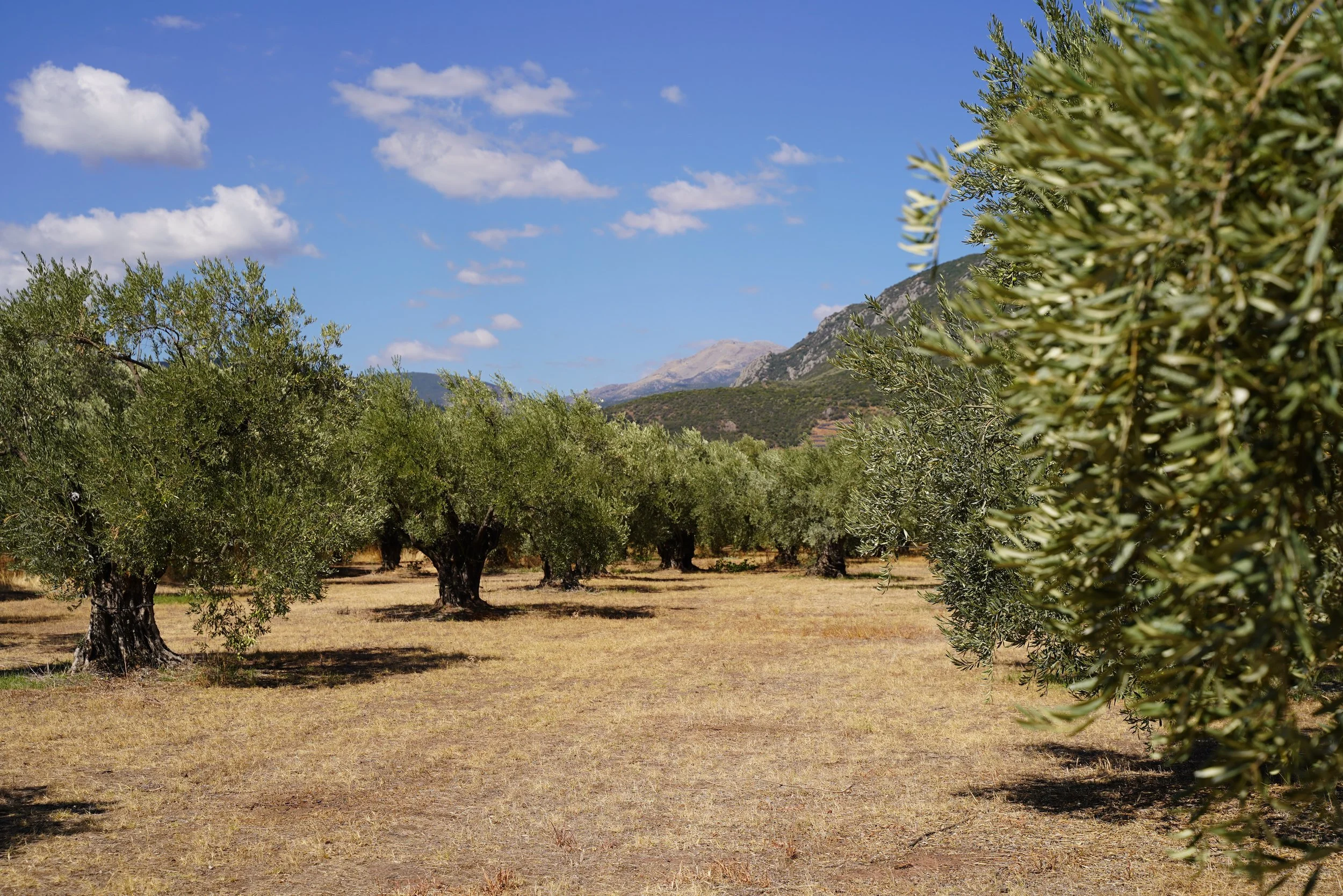 olive-groves-stylida