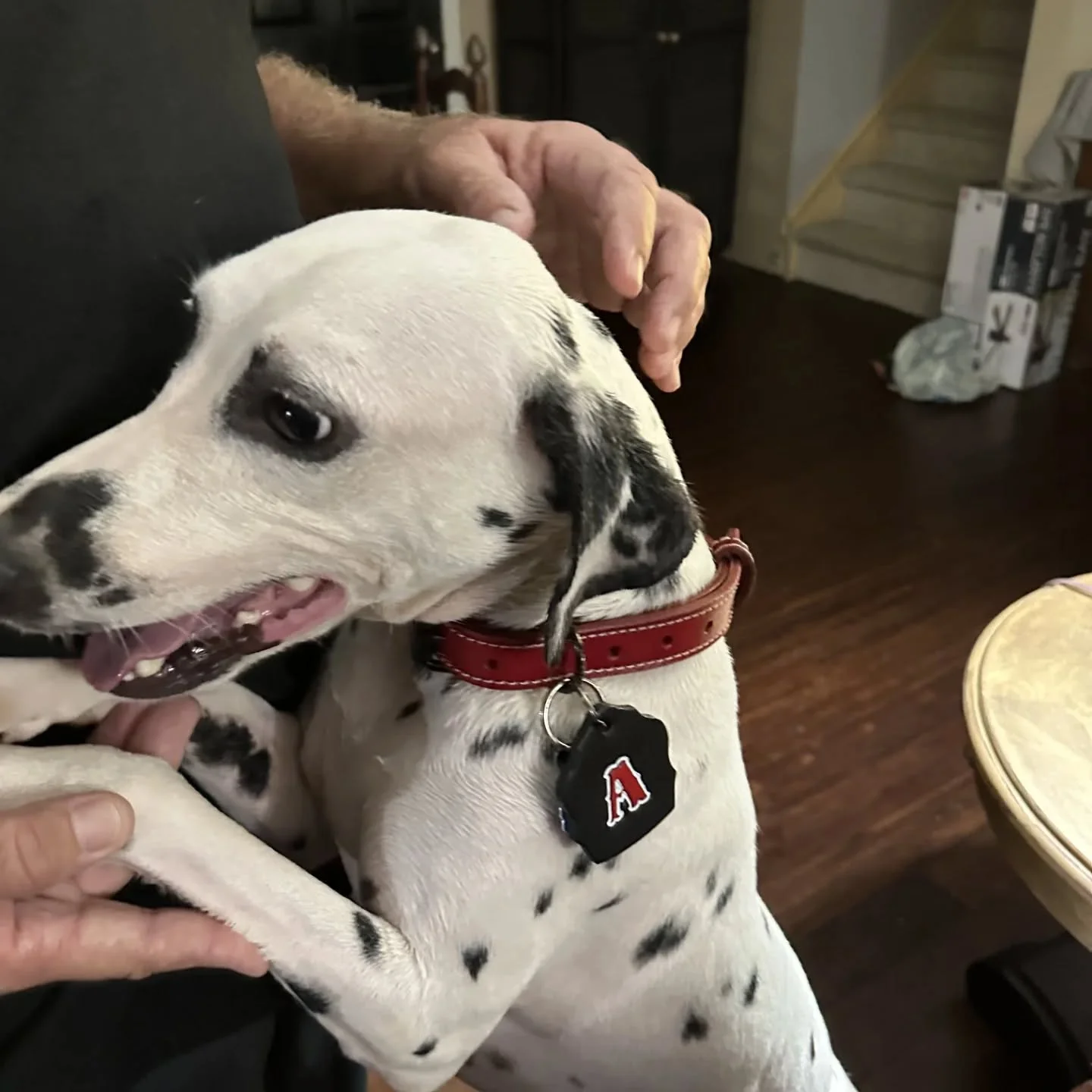 Aspen rocking her new Collar!

Two layers, hand dyed red, two piece adjustable collar. 

----Project Info----
Leather color: Red / Natural VegTan
Stitching: White
Hardware: Black

.
.
.
#TruckOn #Jawbtown #radiostrap #glovestrap #leathersmith #firele