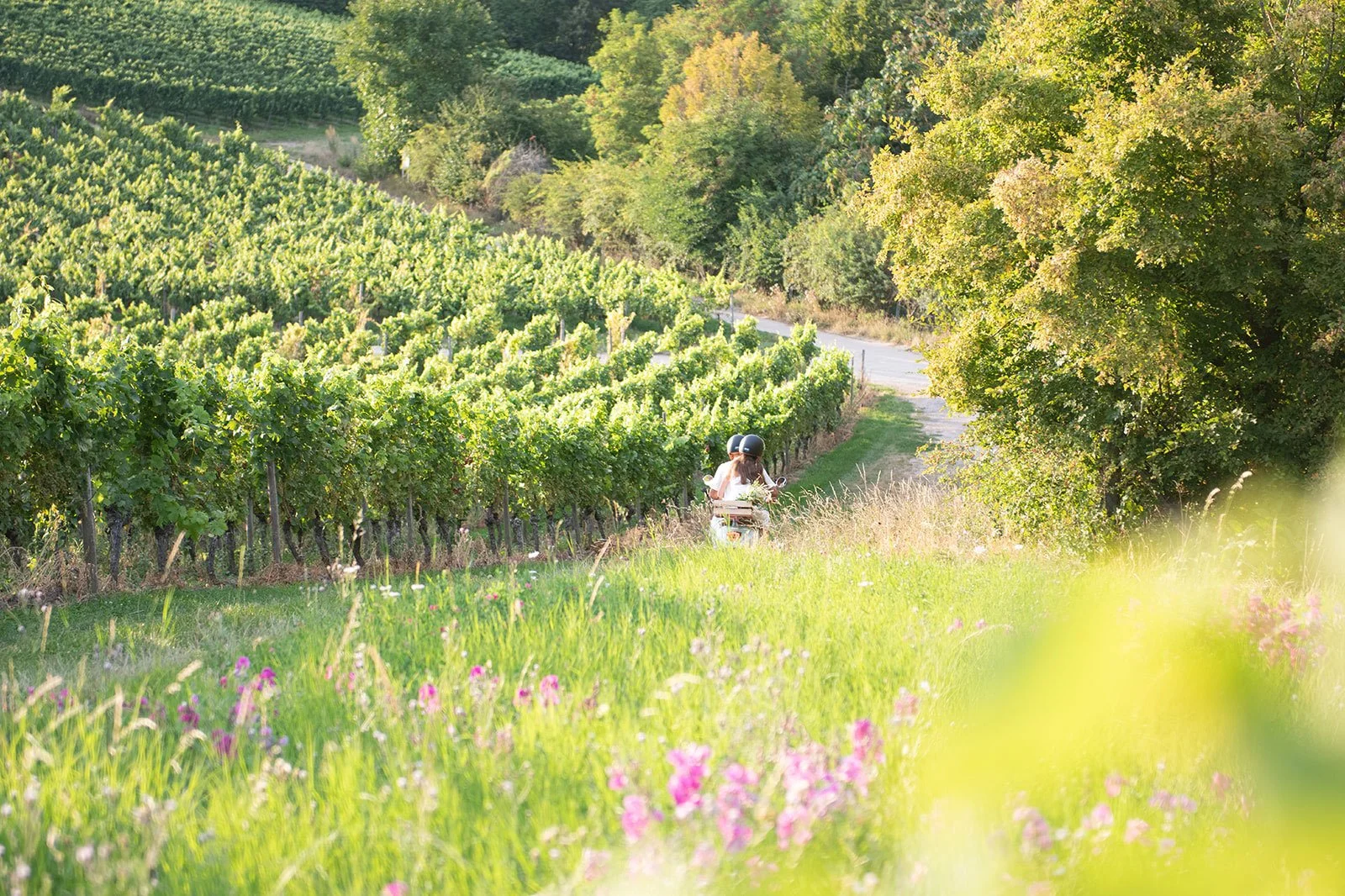 weinberge_2.jpg