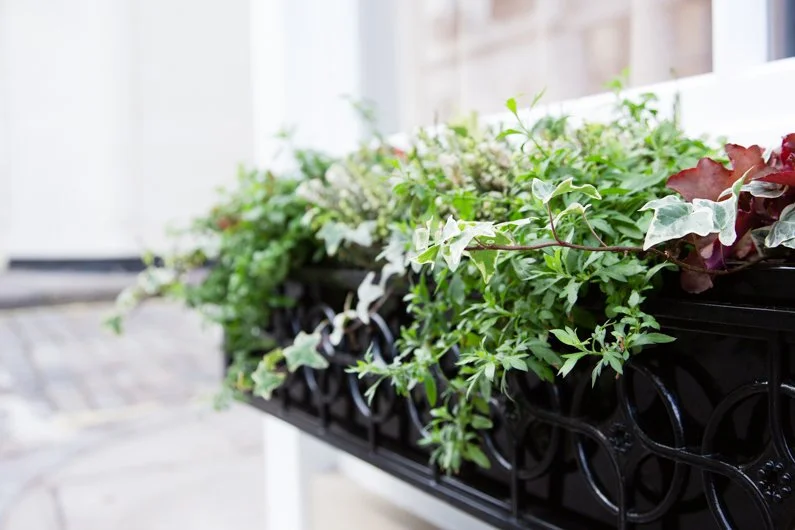 Muse Outdoor Plants.jpg