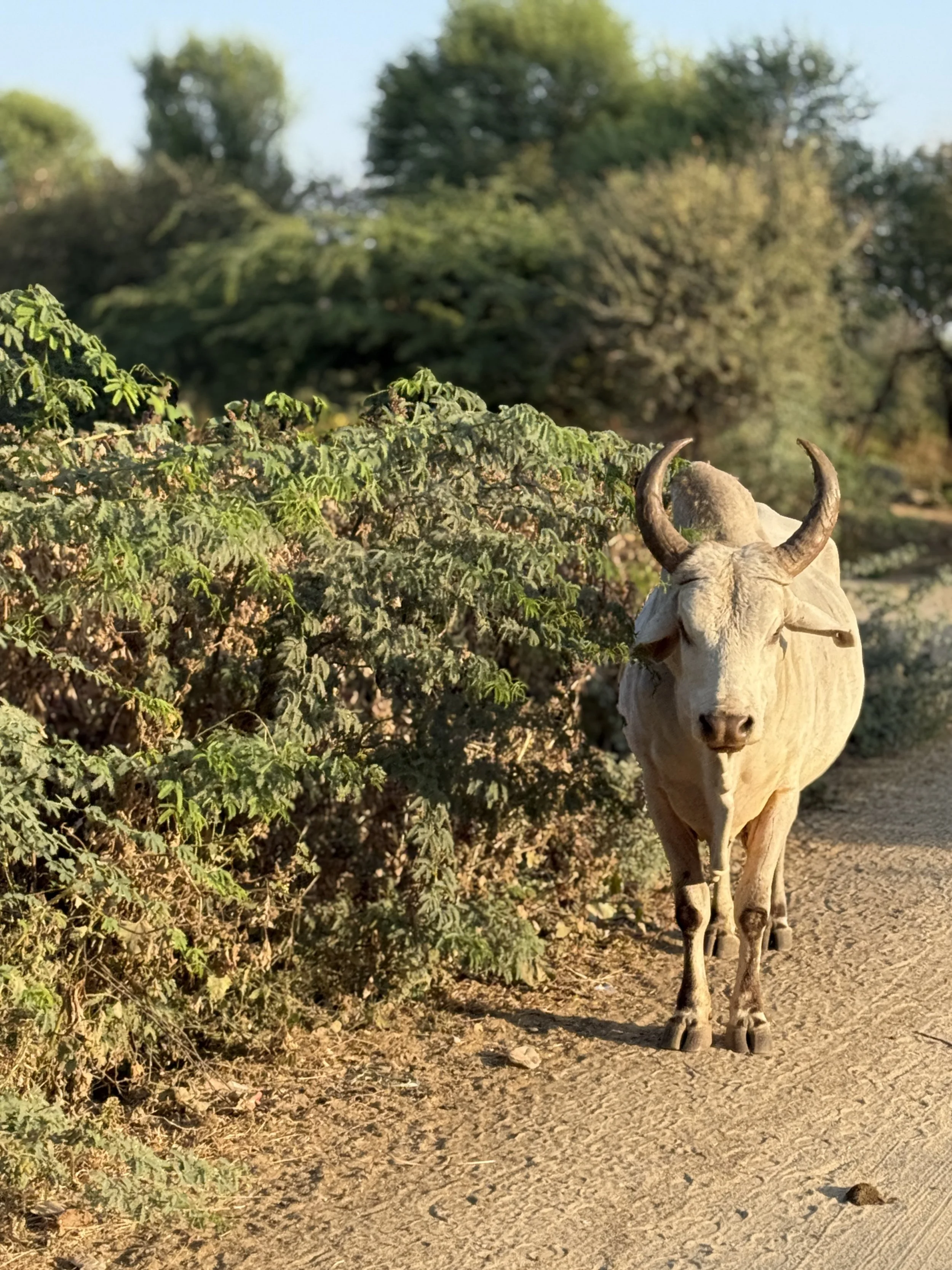 Narlai, stepwell dinner, leopard spotting-2.jpg