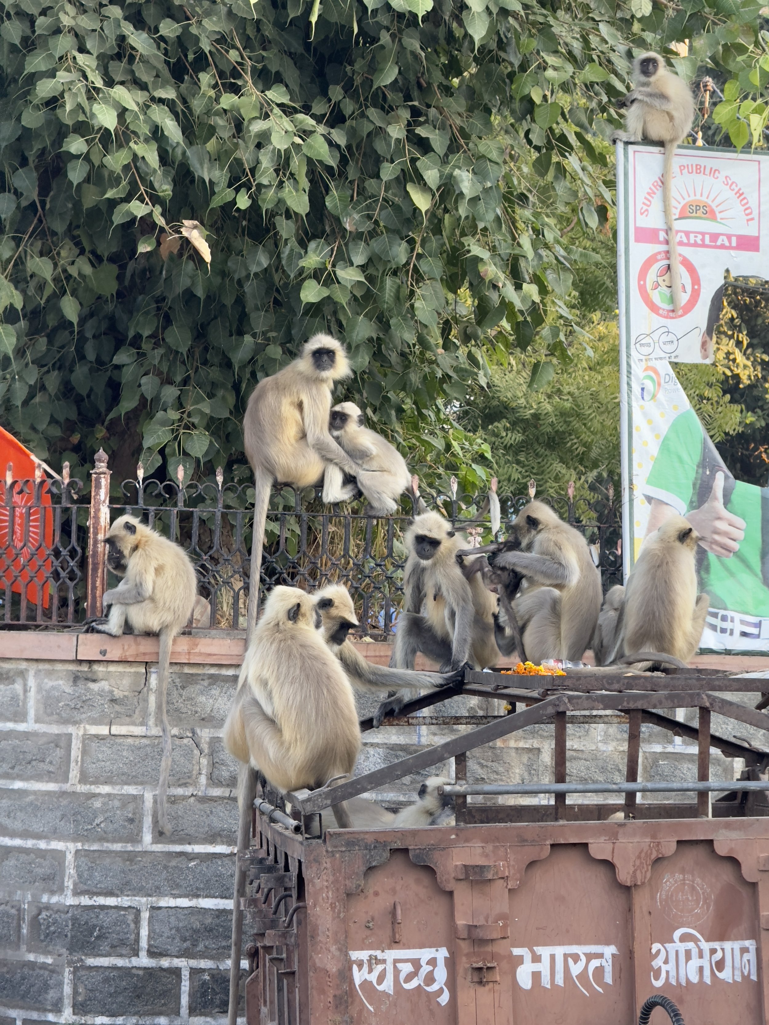 Narlai, stepwell dinner, leopard spotting-12.jpg