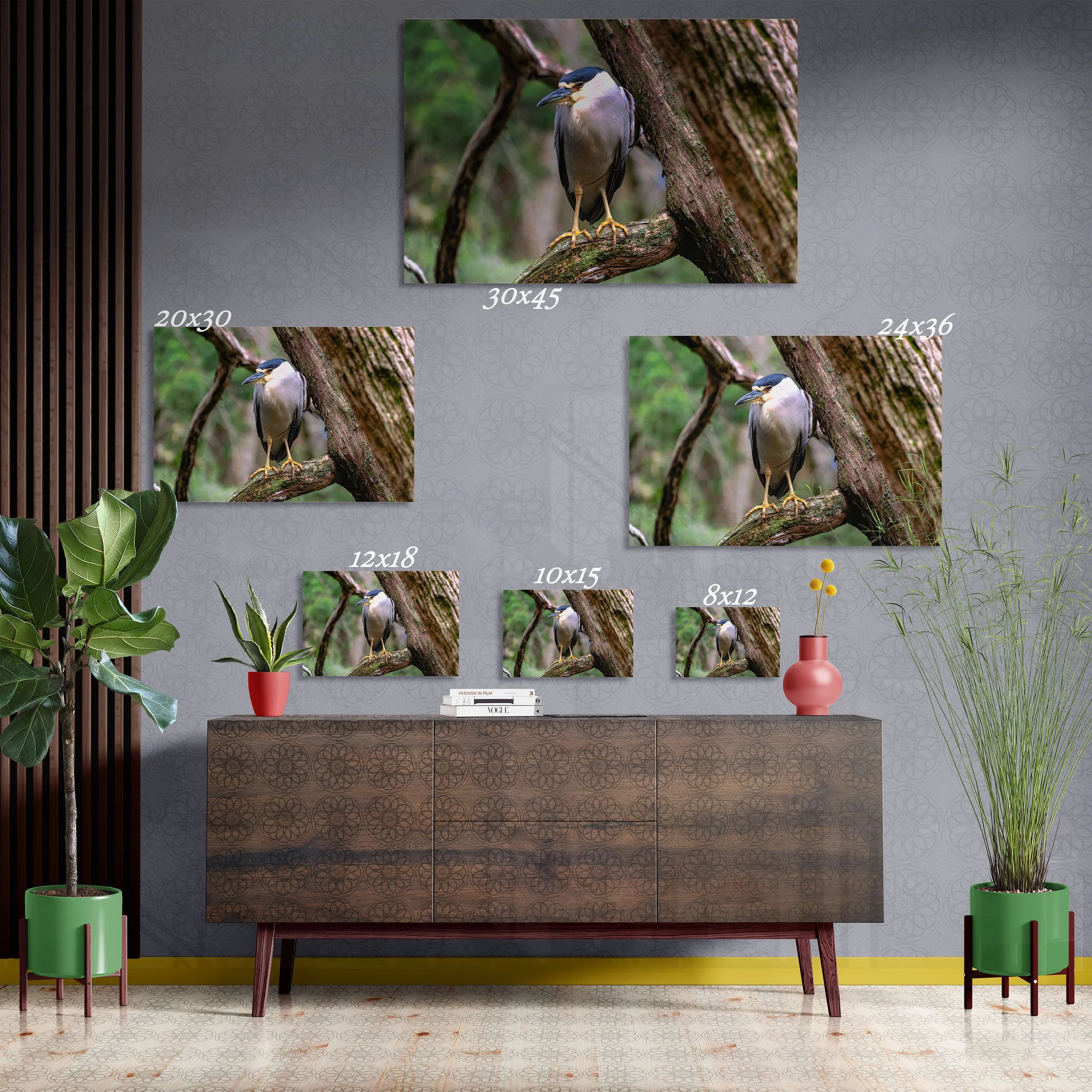 Black Crowned Night Heron - Fine Art Print
