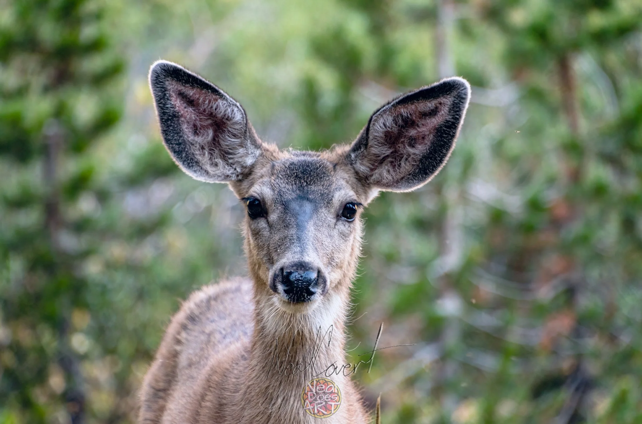Trumbul-Lake-Doe-Image.jpg