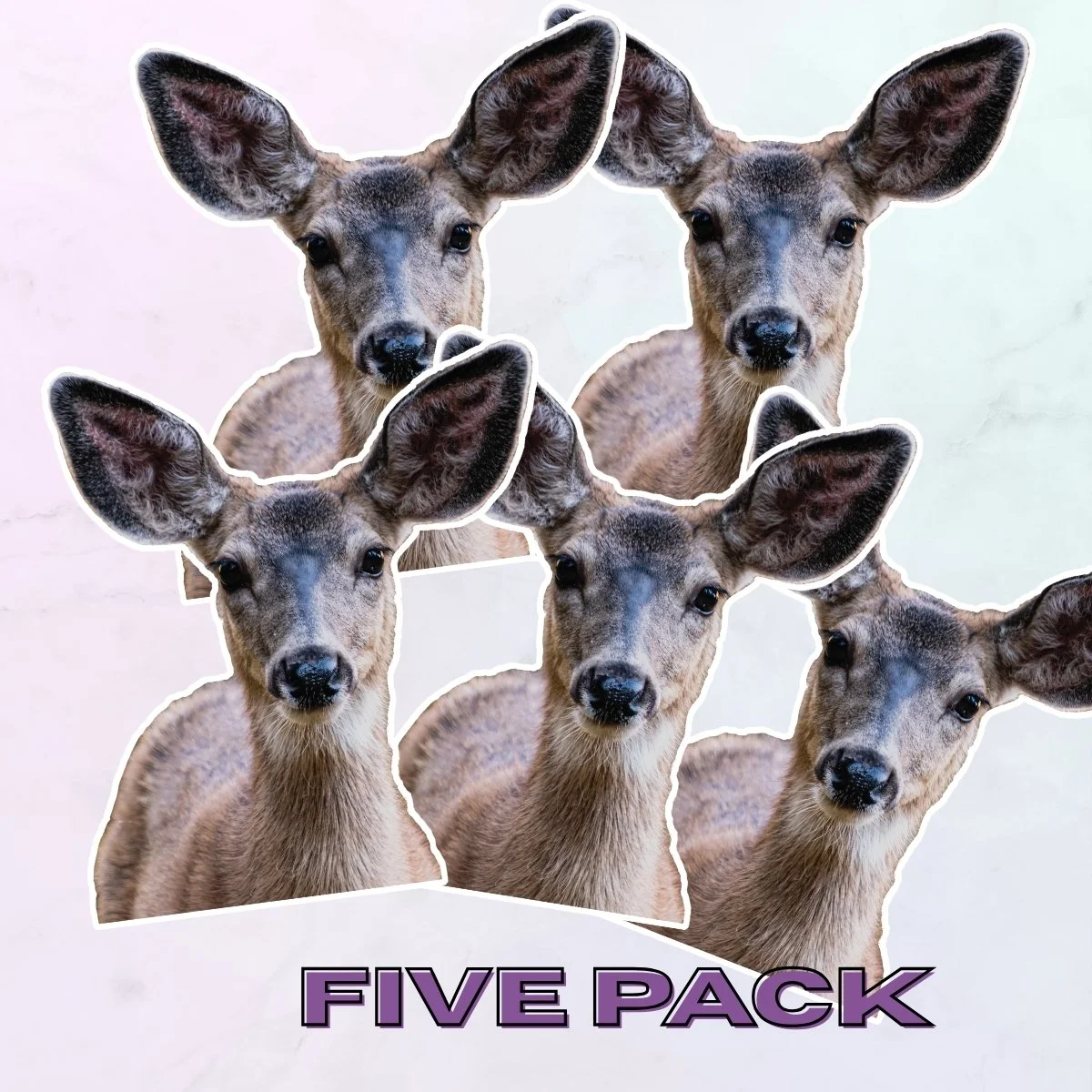 Large 5Pk.jpg