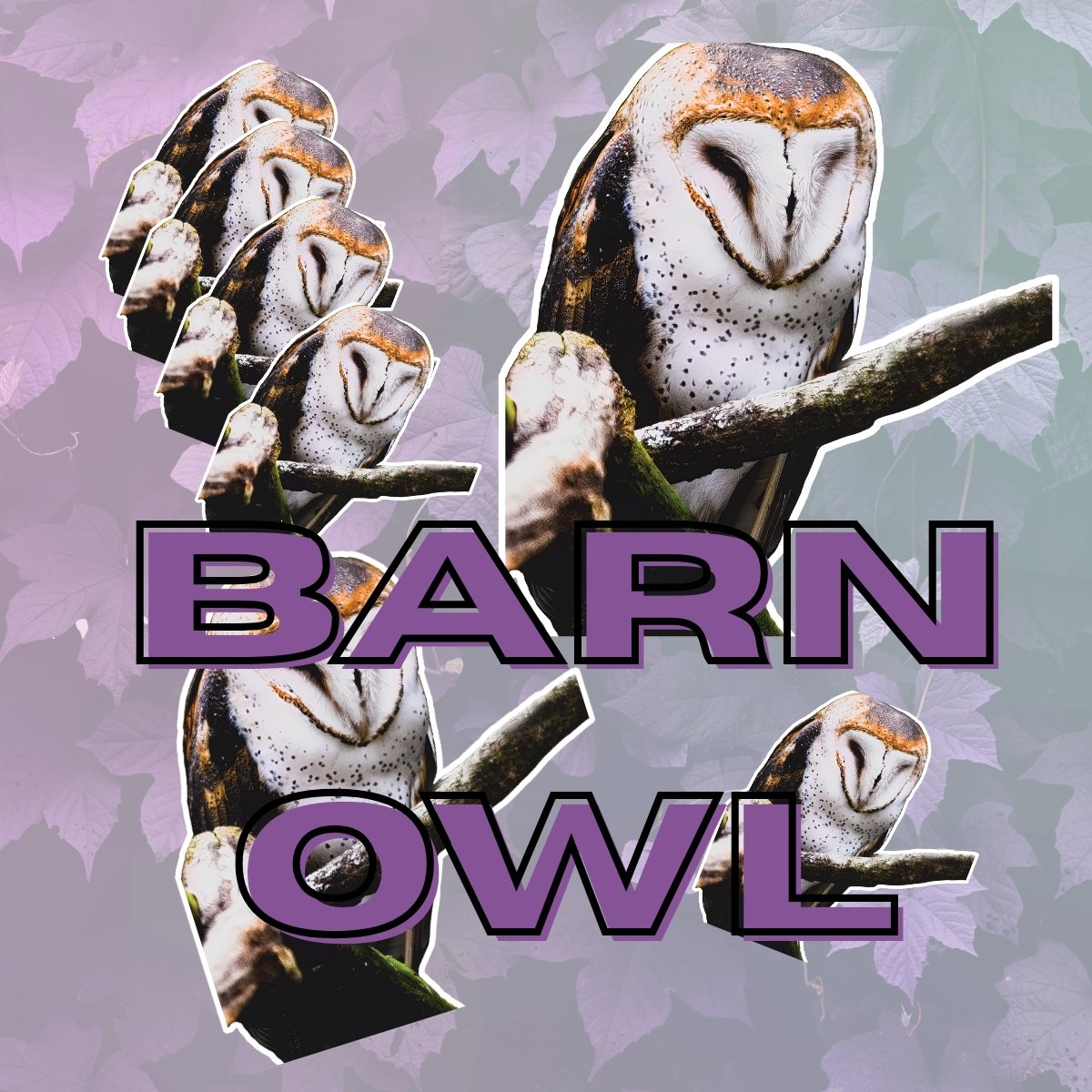 Barn Owl Stickers