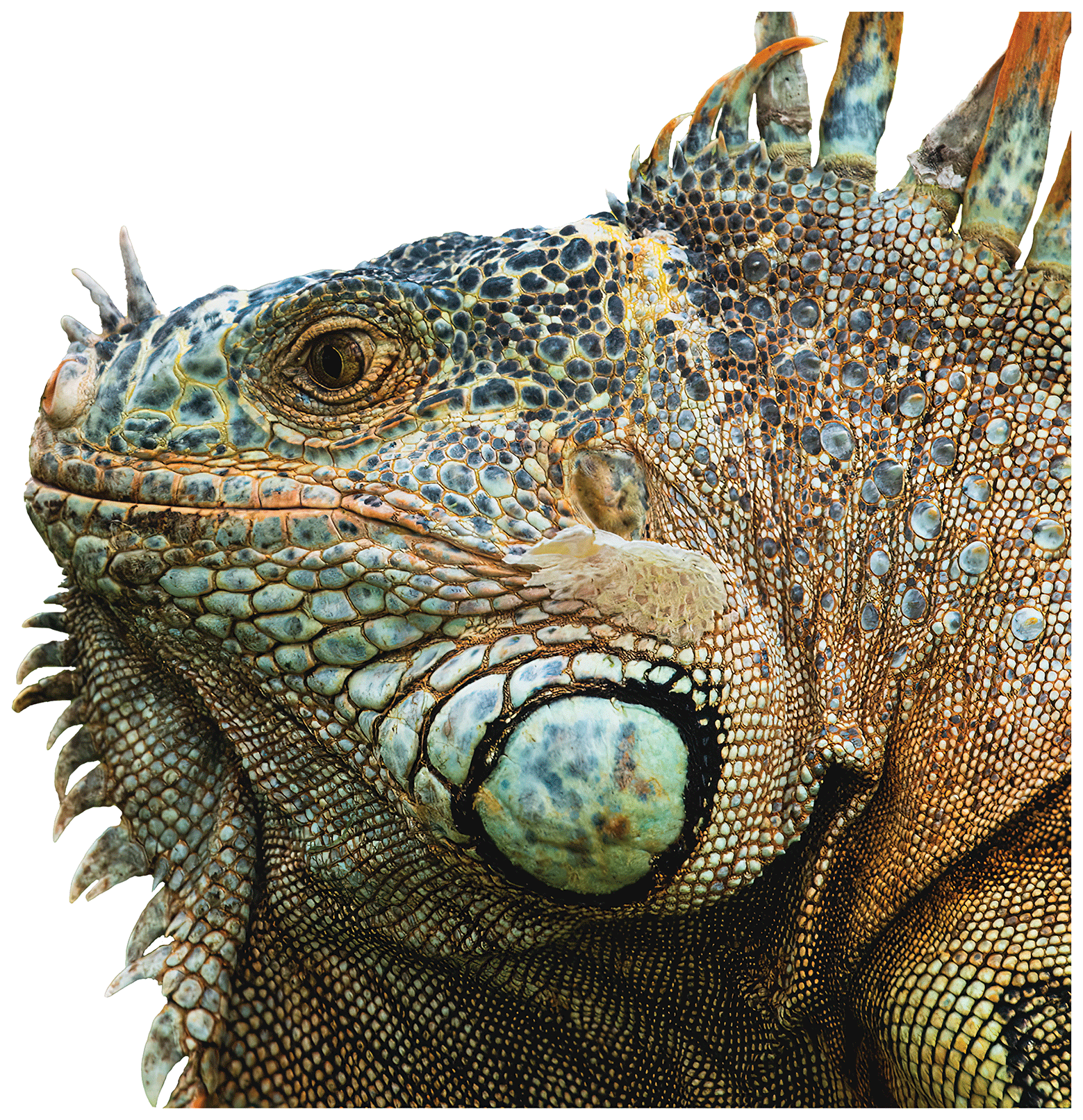 Iguana Stickers