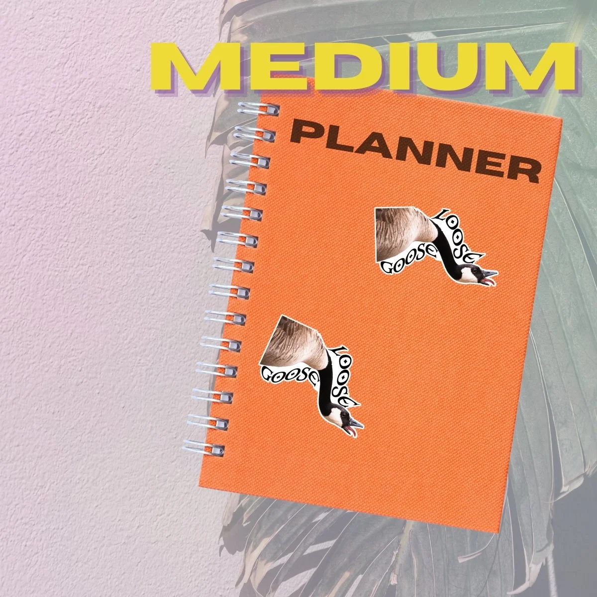 Medium Single (2).jpg