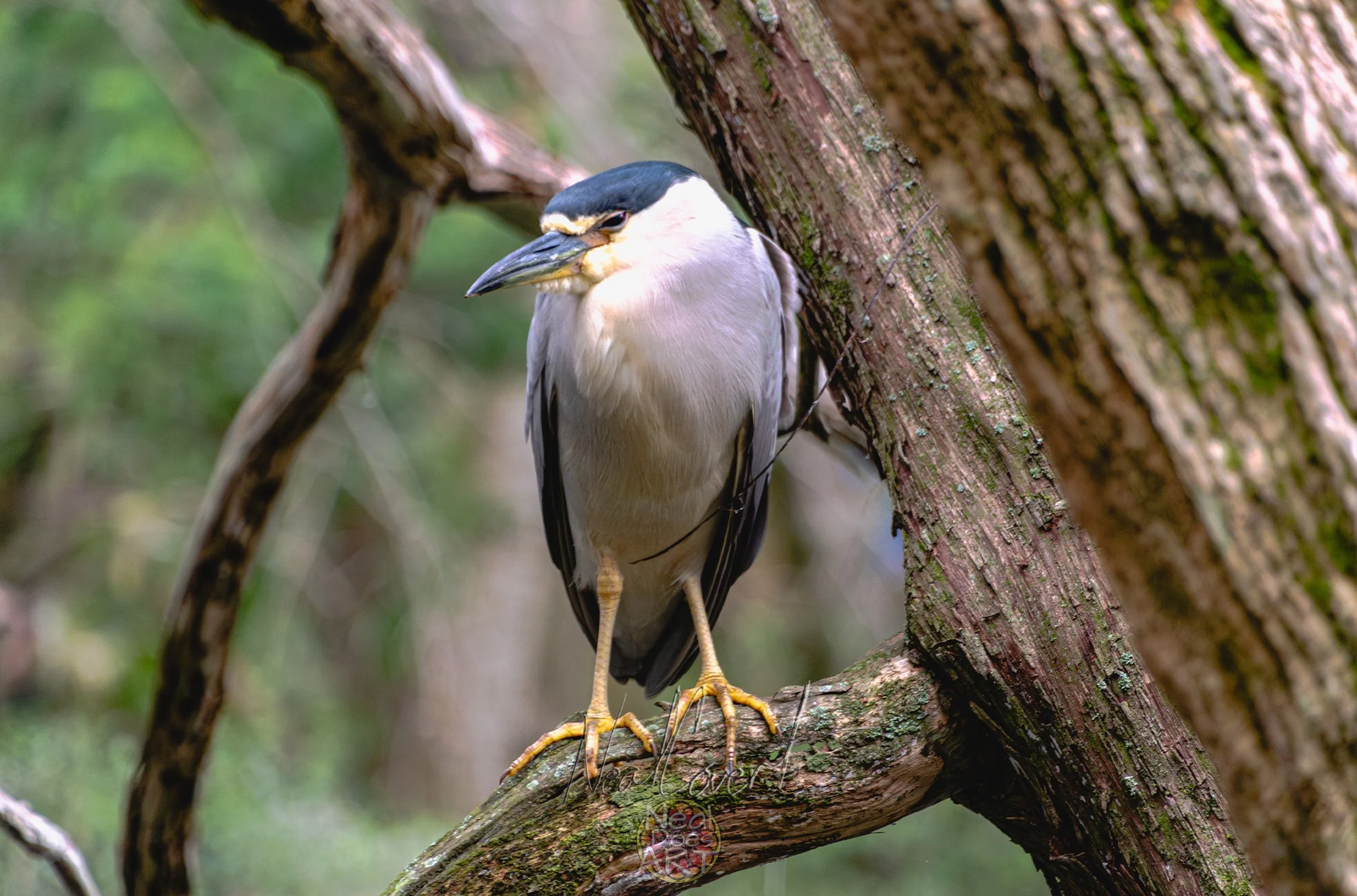 Black-Crowned-Nightr-Heron-Image.jpg
