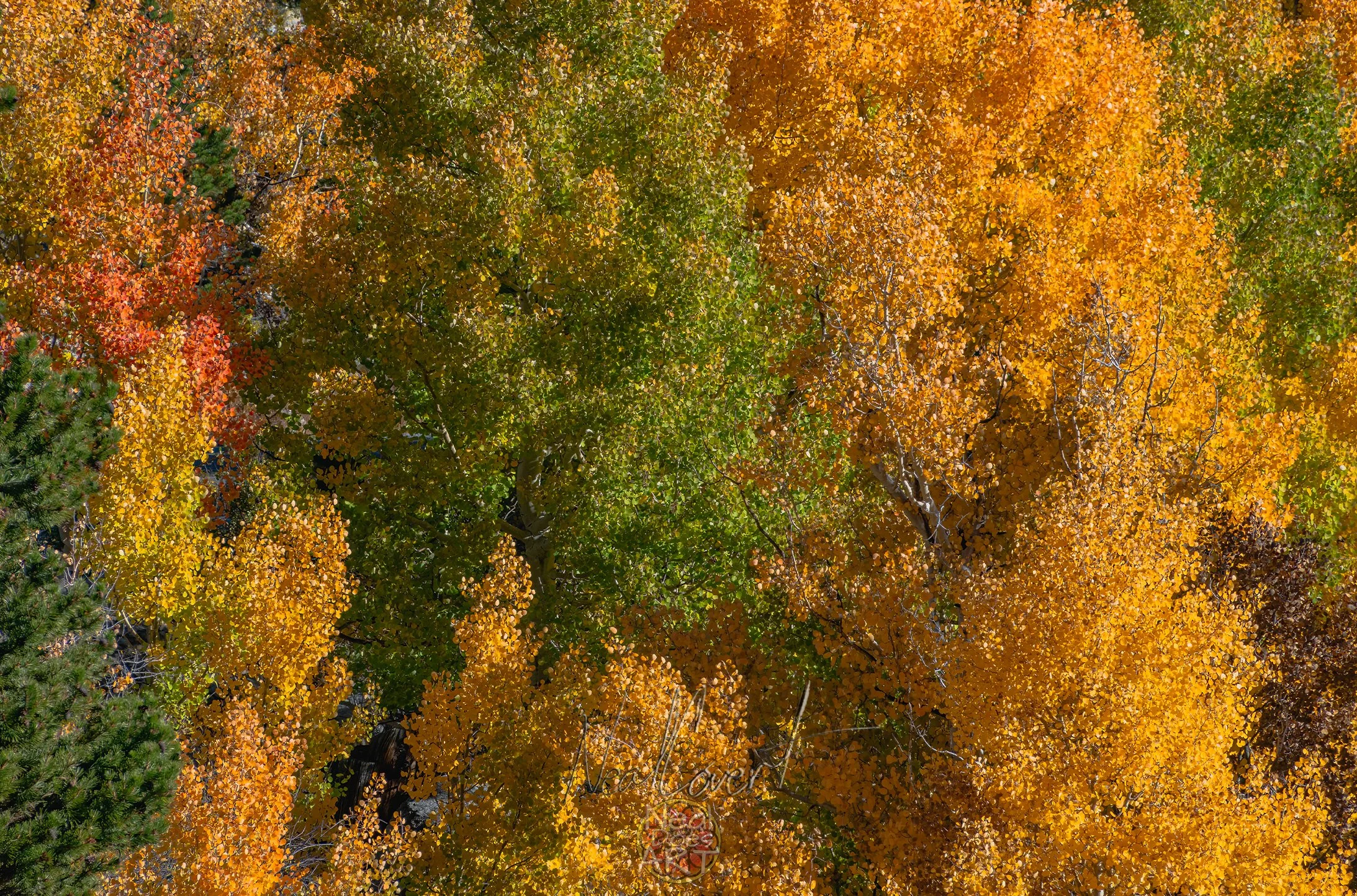 Aspen-Wall-of-Fall.jpg