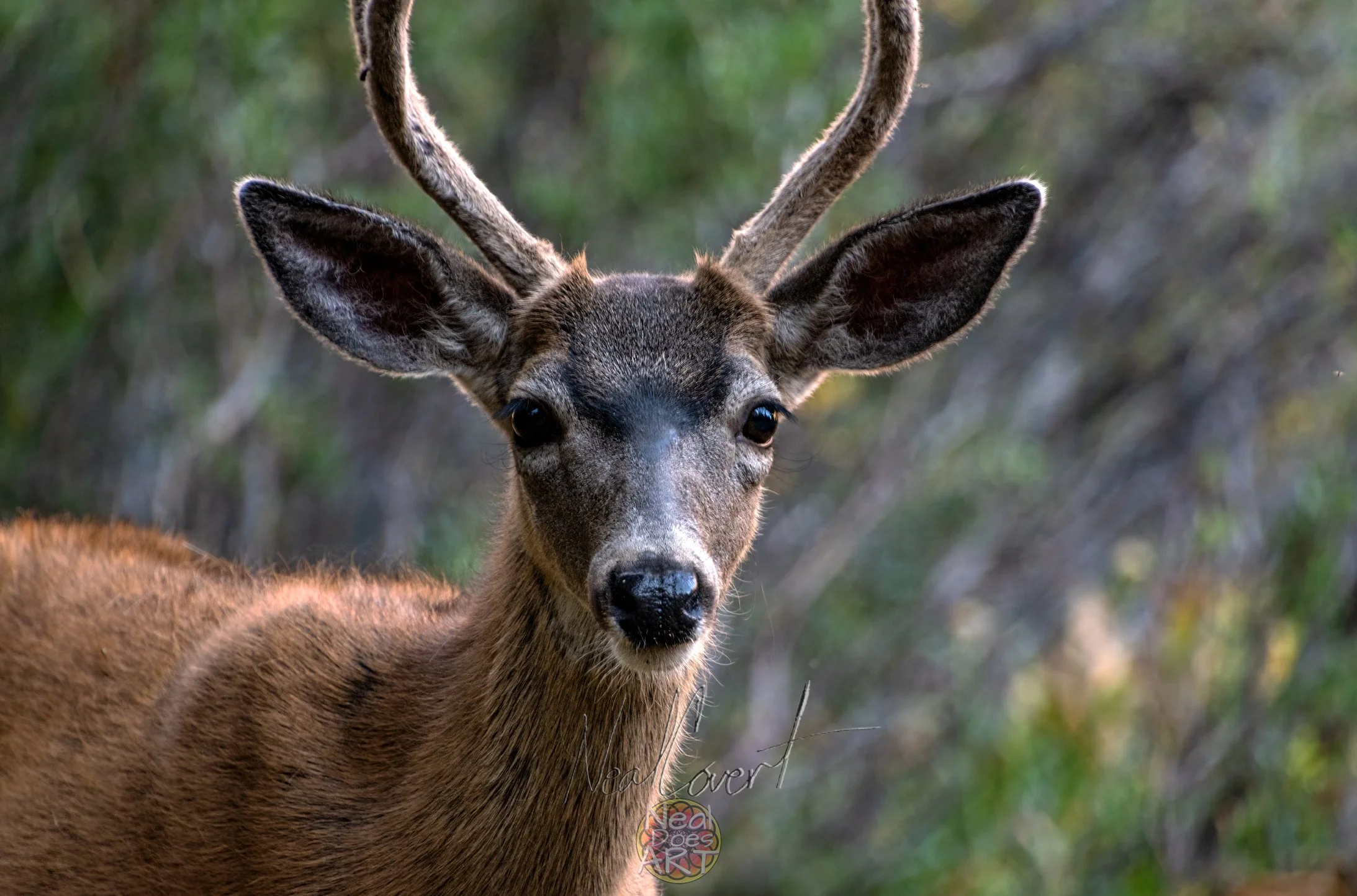 Buck-at-Trumbul-Lake-Image.jpg