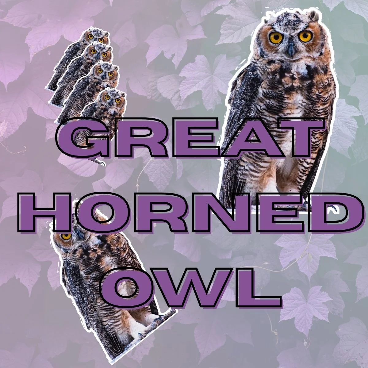 Great Horn Owl Stickers