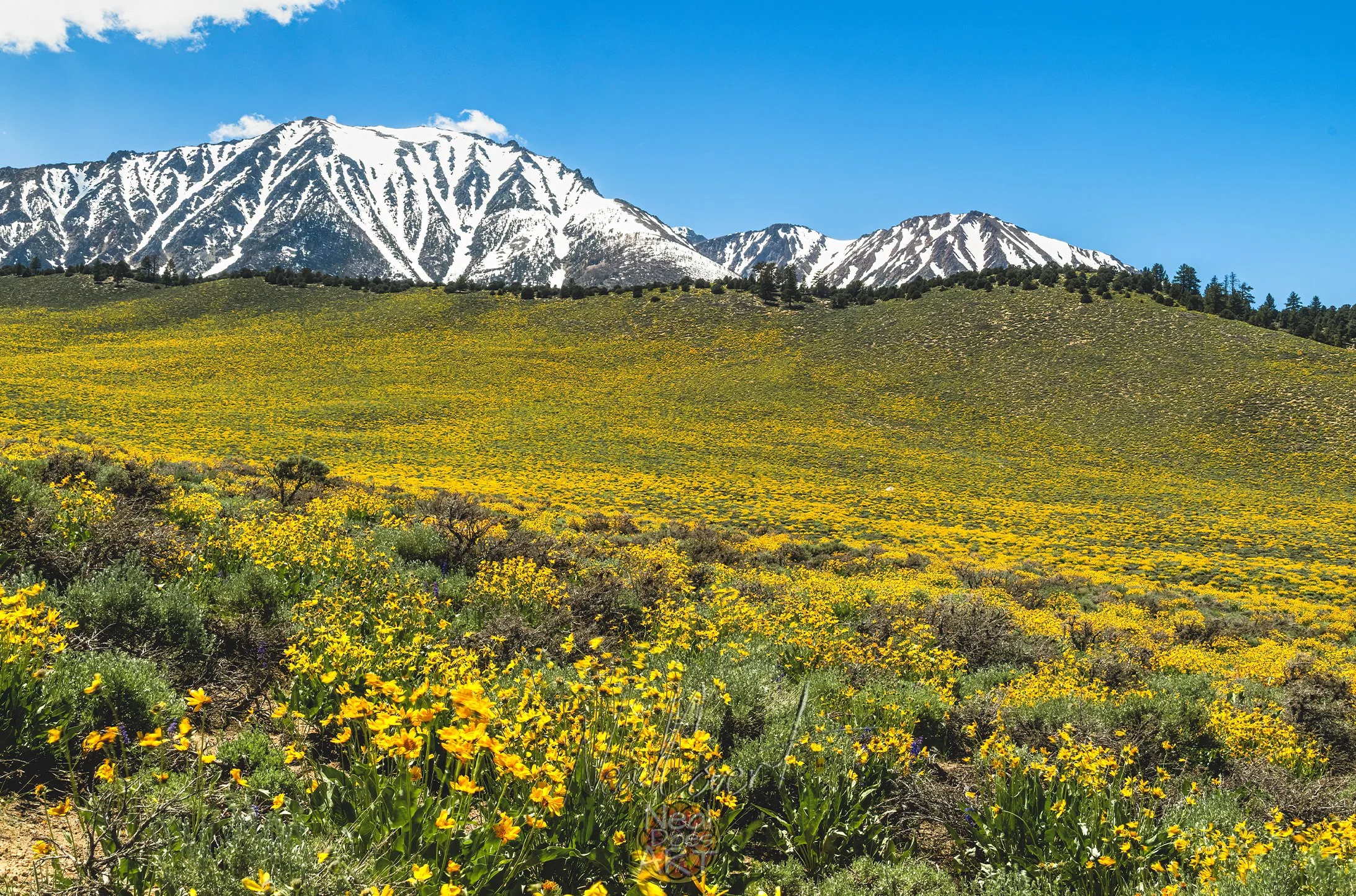 Golden Yellow Meadow Hill with Snow Covered Peaks