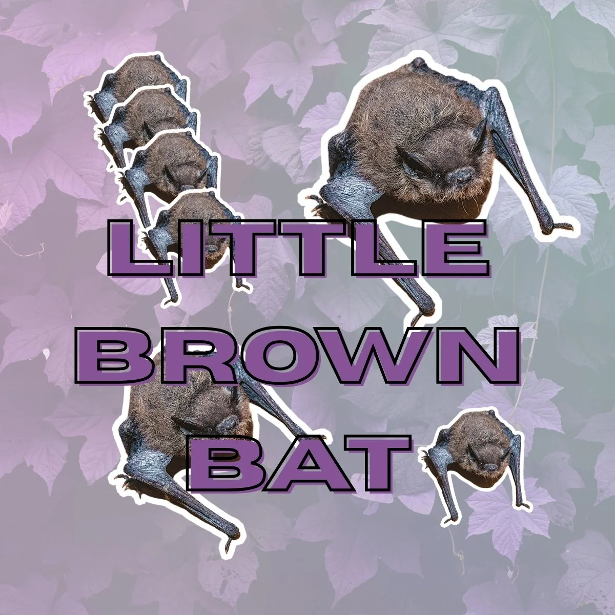Little Brown Bat Stickers