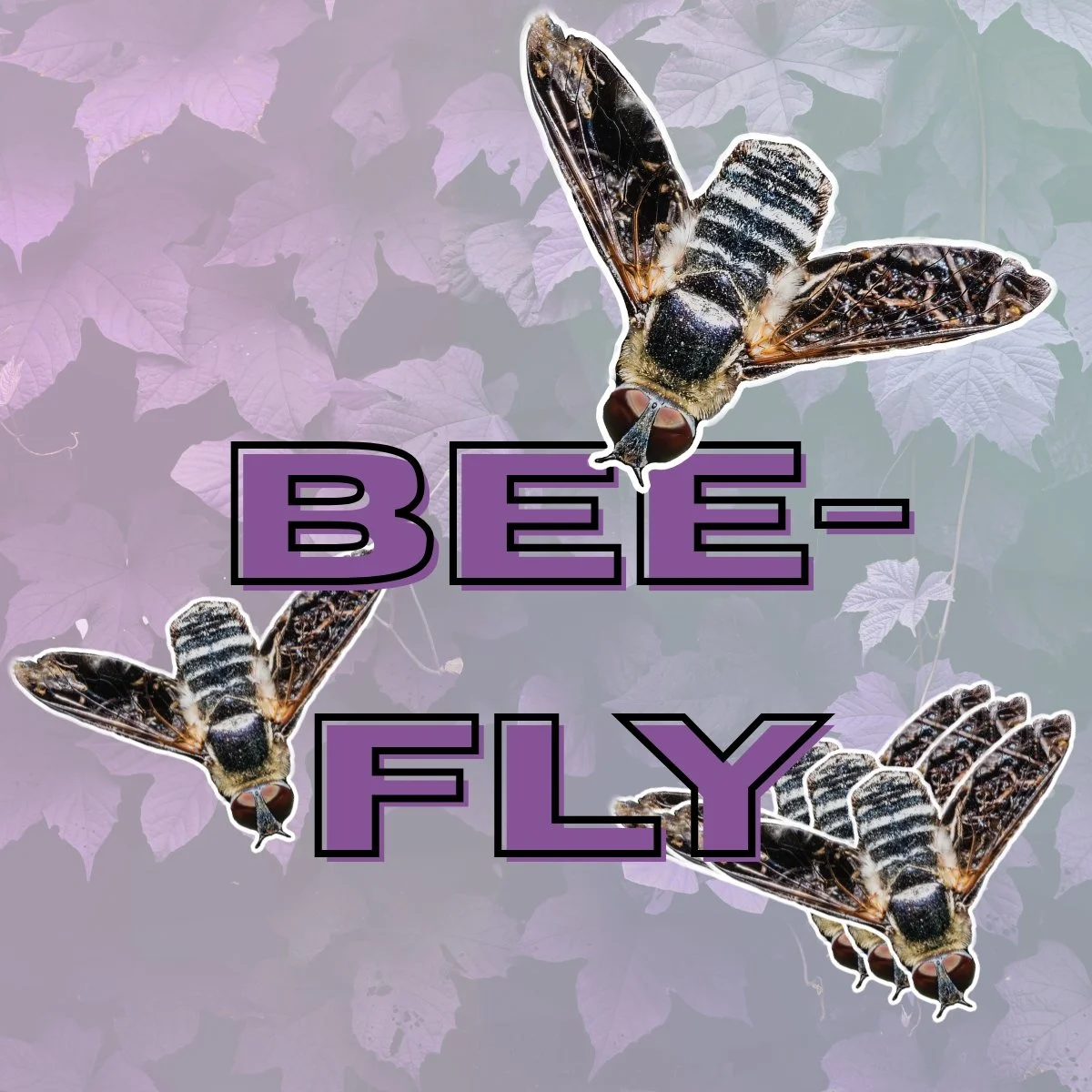 Bee-fly Stickers