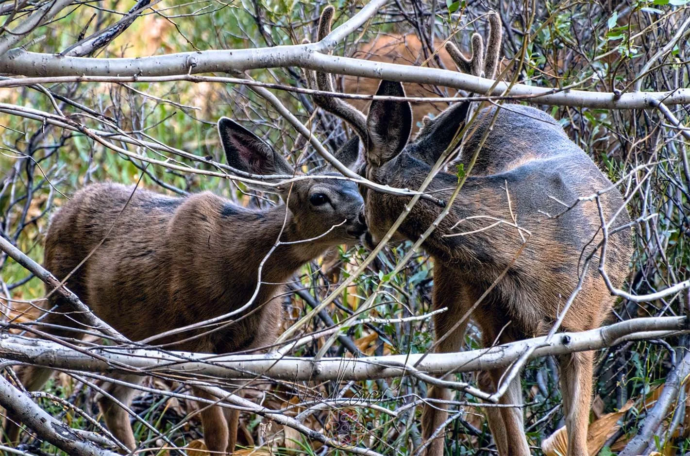Deer Kiss Image.jpg