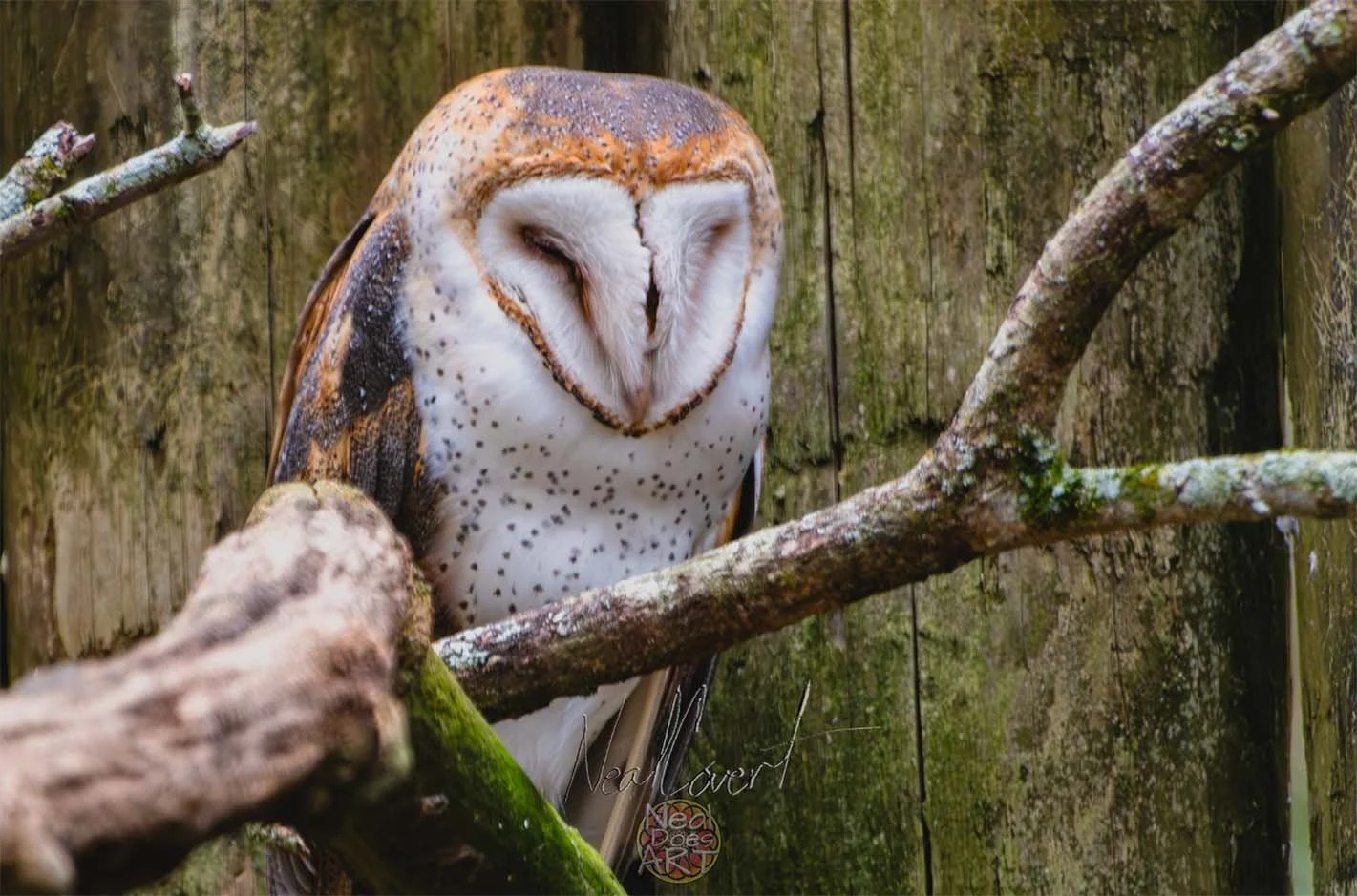 Perched Barn Owl Image.jpg