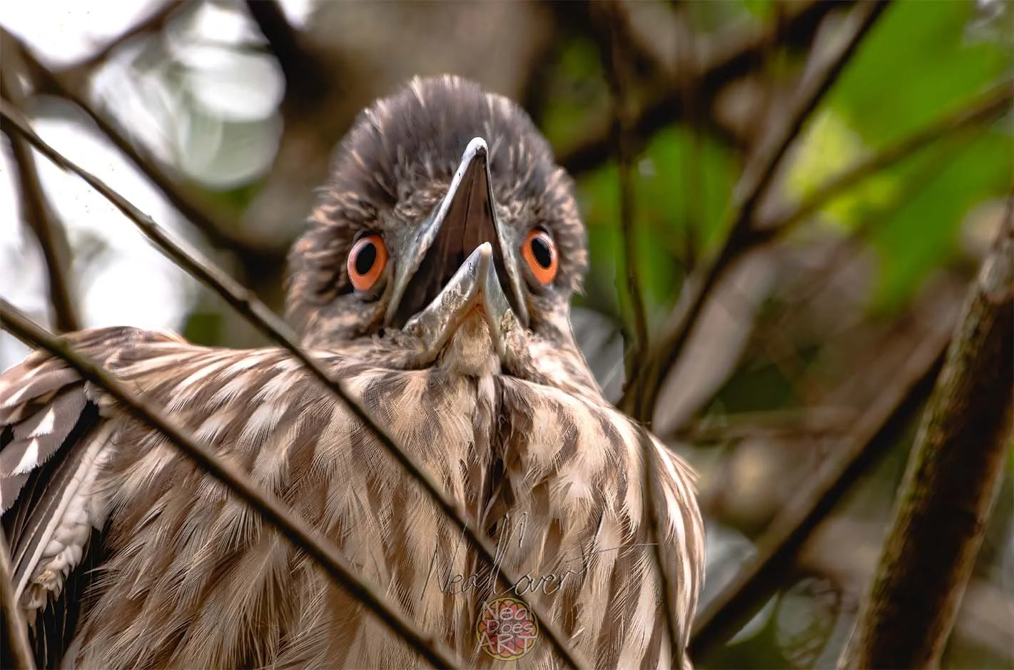 Angry Bird, Feed Me! Image.jpg