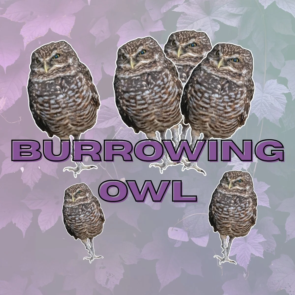 Burrowing Owl Stickers