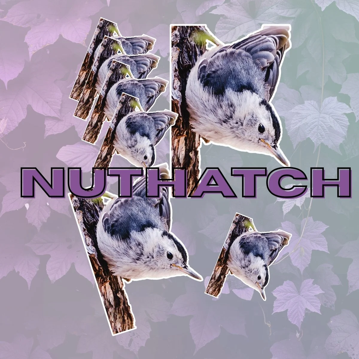 Nuthatch Bird Stickers