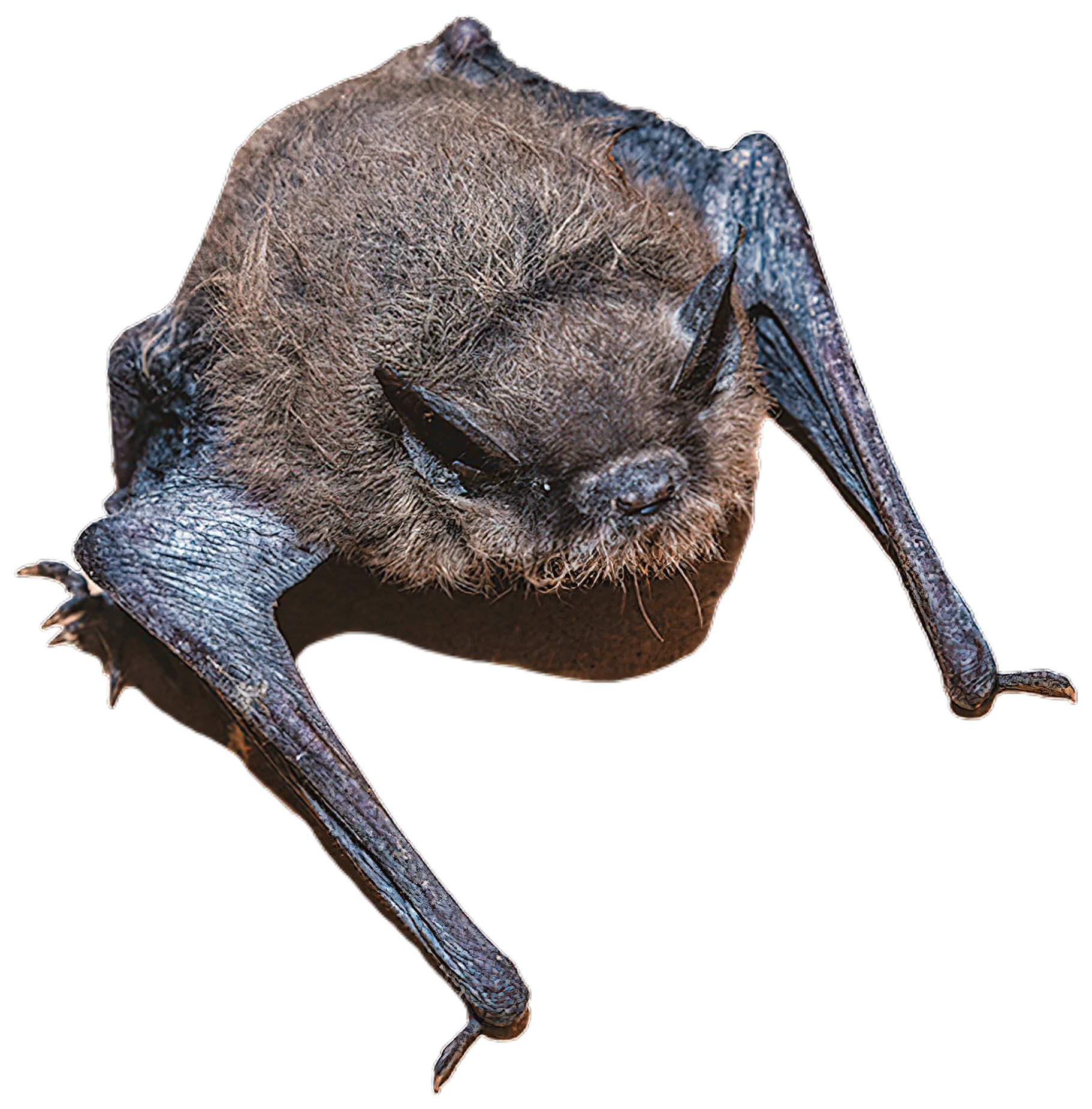 Little Brown Bat Stickers