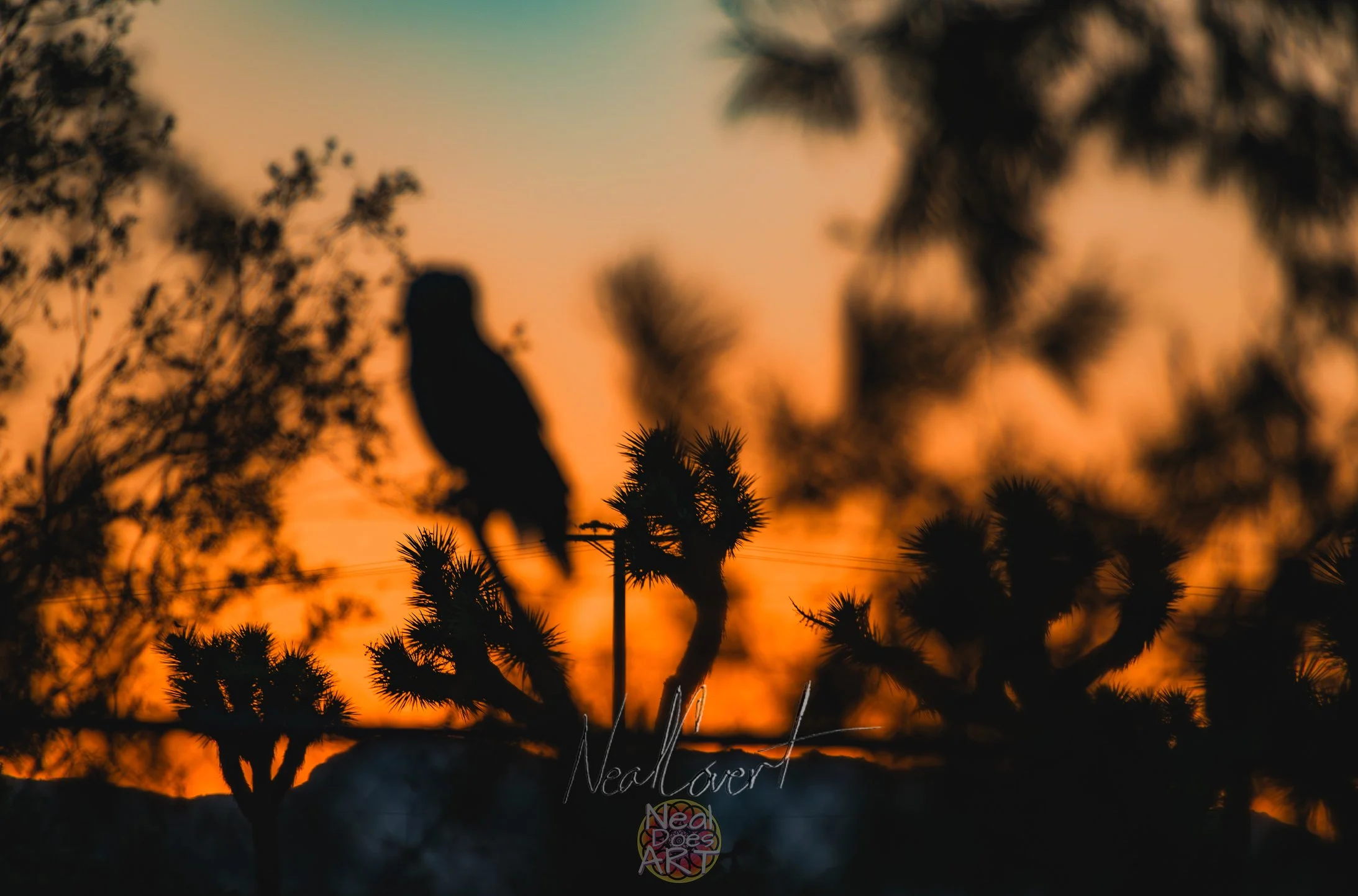 Joshua Tree Sunset Silhouette