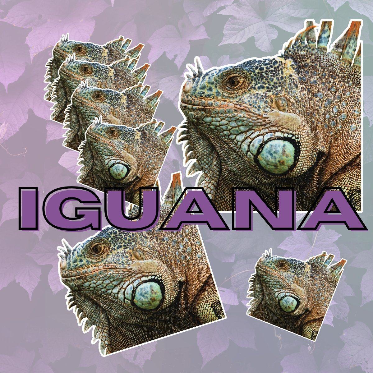 Iguana Stickers