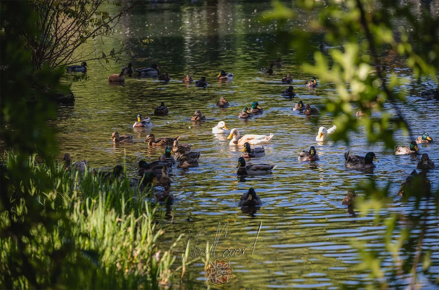 Bishop Park Duck Pond Image.jpg