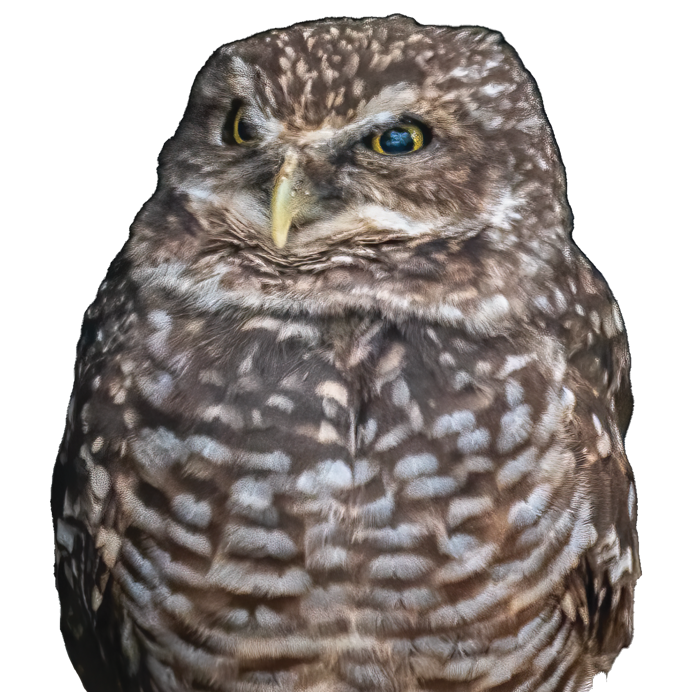 Burrowing Owl Stickers