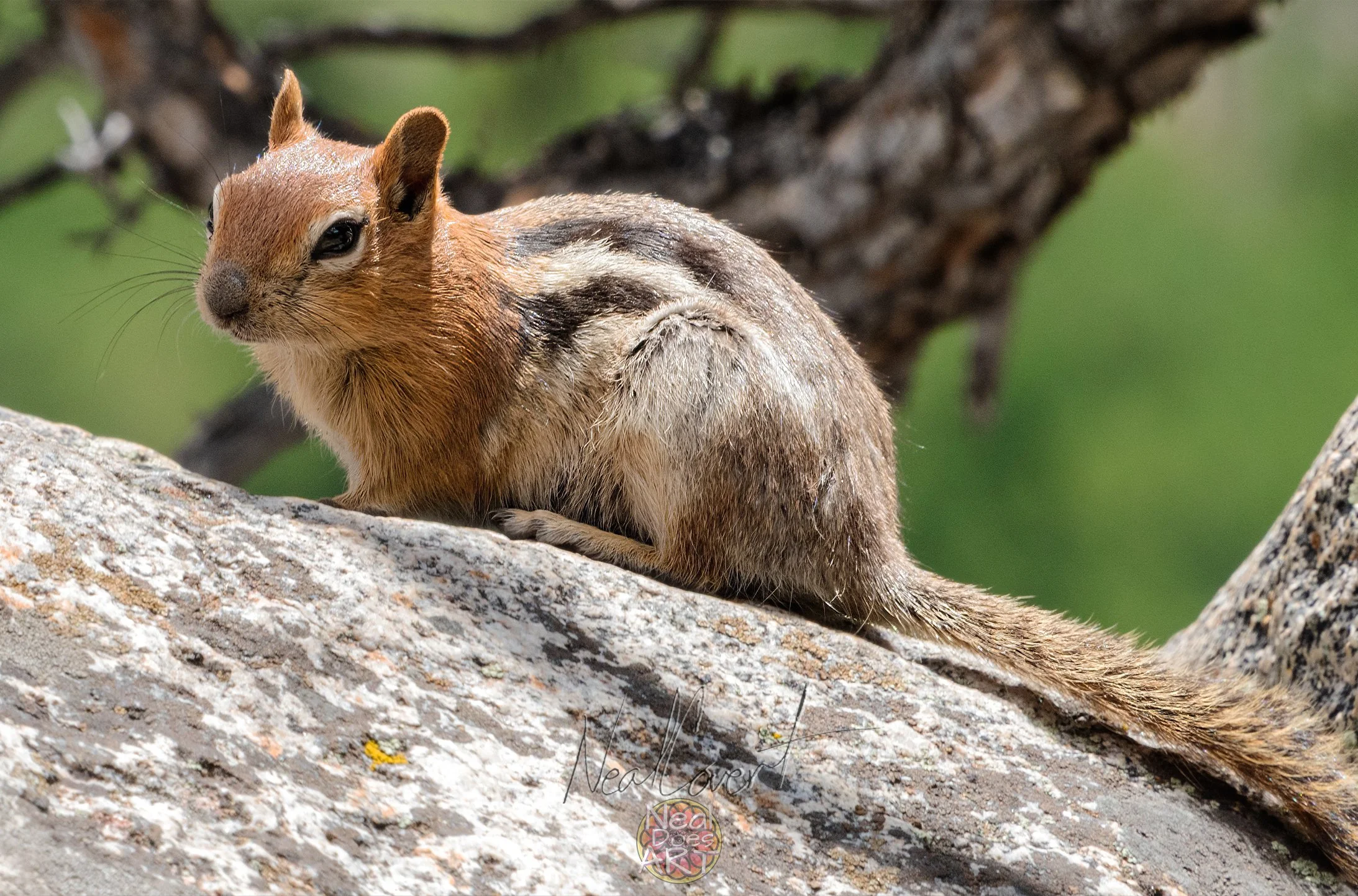 Golden-Mantled-Ground-Squirrel Image.jpg