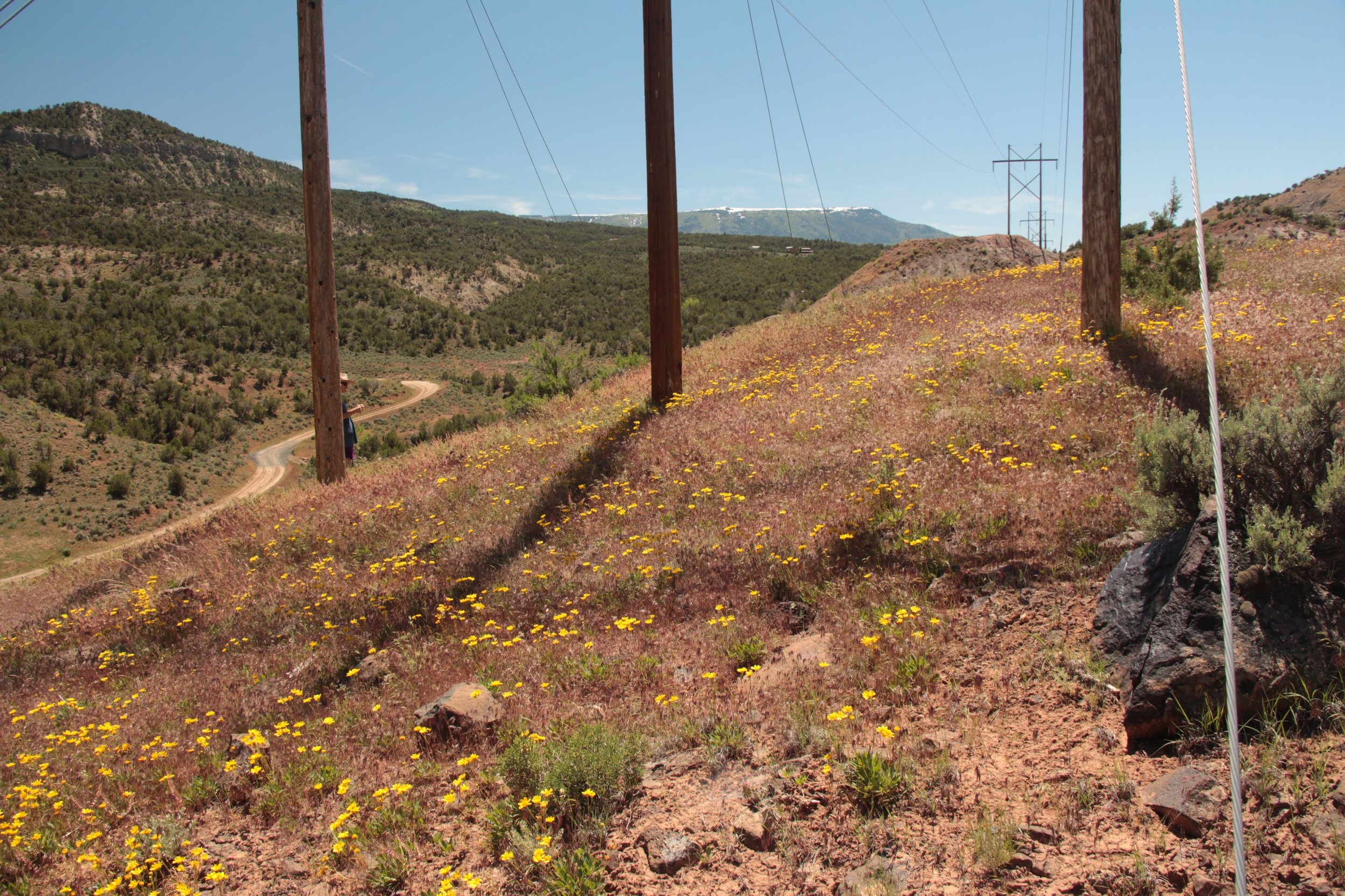 Hilly desert landscape with yellow wildflowers, wooden utility poles, and power lines against a clear blue sky.